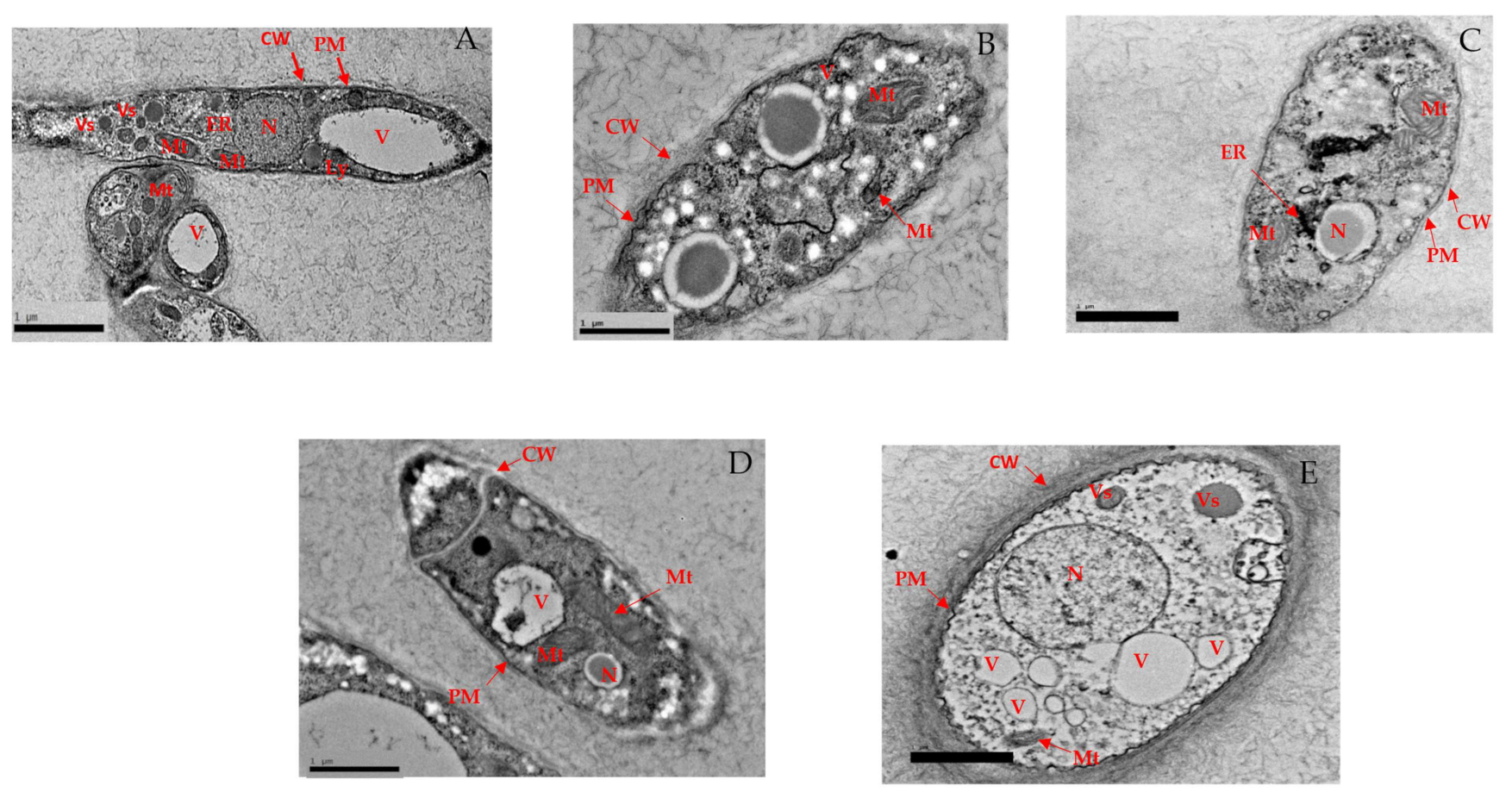 Biology 10 00930 g004