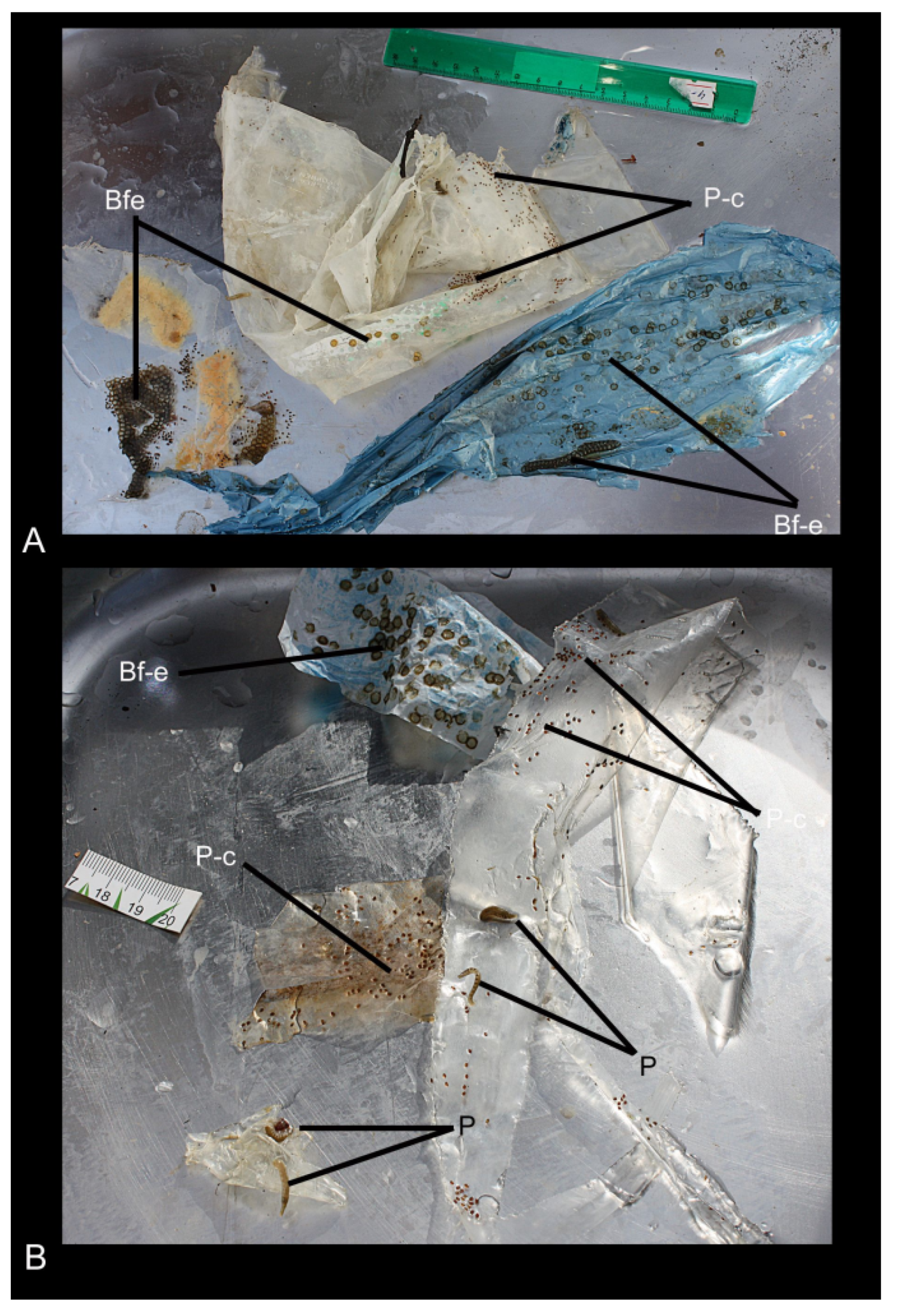 Biology 10 00972 g002 Biology 10 00972 g002