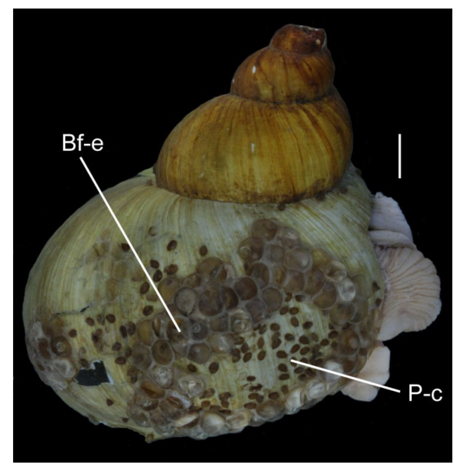 Biology 10 00972 g004 Biology 10 00972 g004