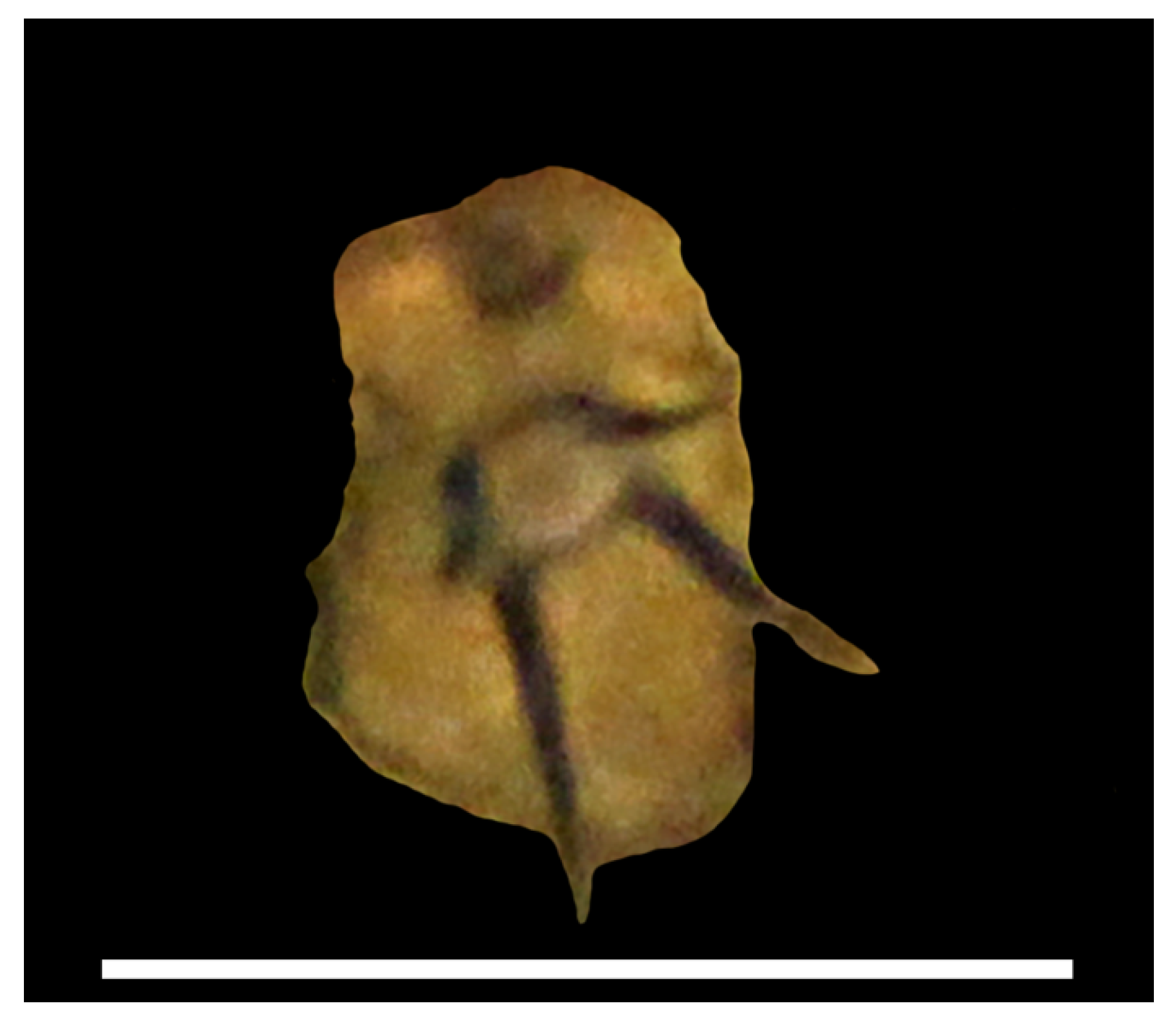 Biology 10 00972 g006 Biology 10 00972 g006