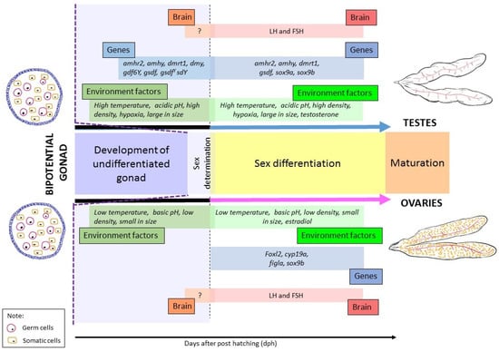 Biology Free Full Text Sex Determination And Differentiation In 8180
