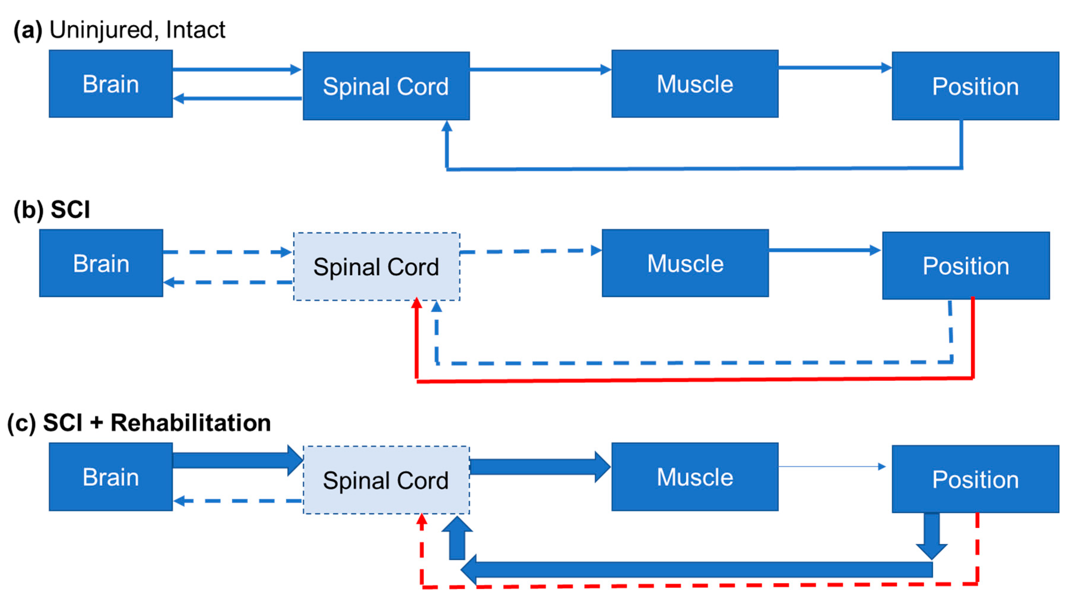 Cortical and reticular contributions to human precision and power grip -  Tazoe - 2017 - The Journal of Physiology - Wiley Online Library