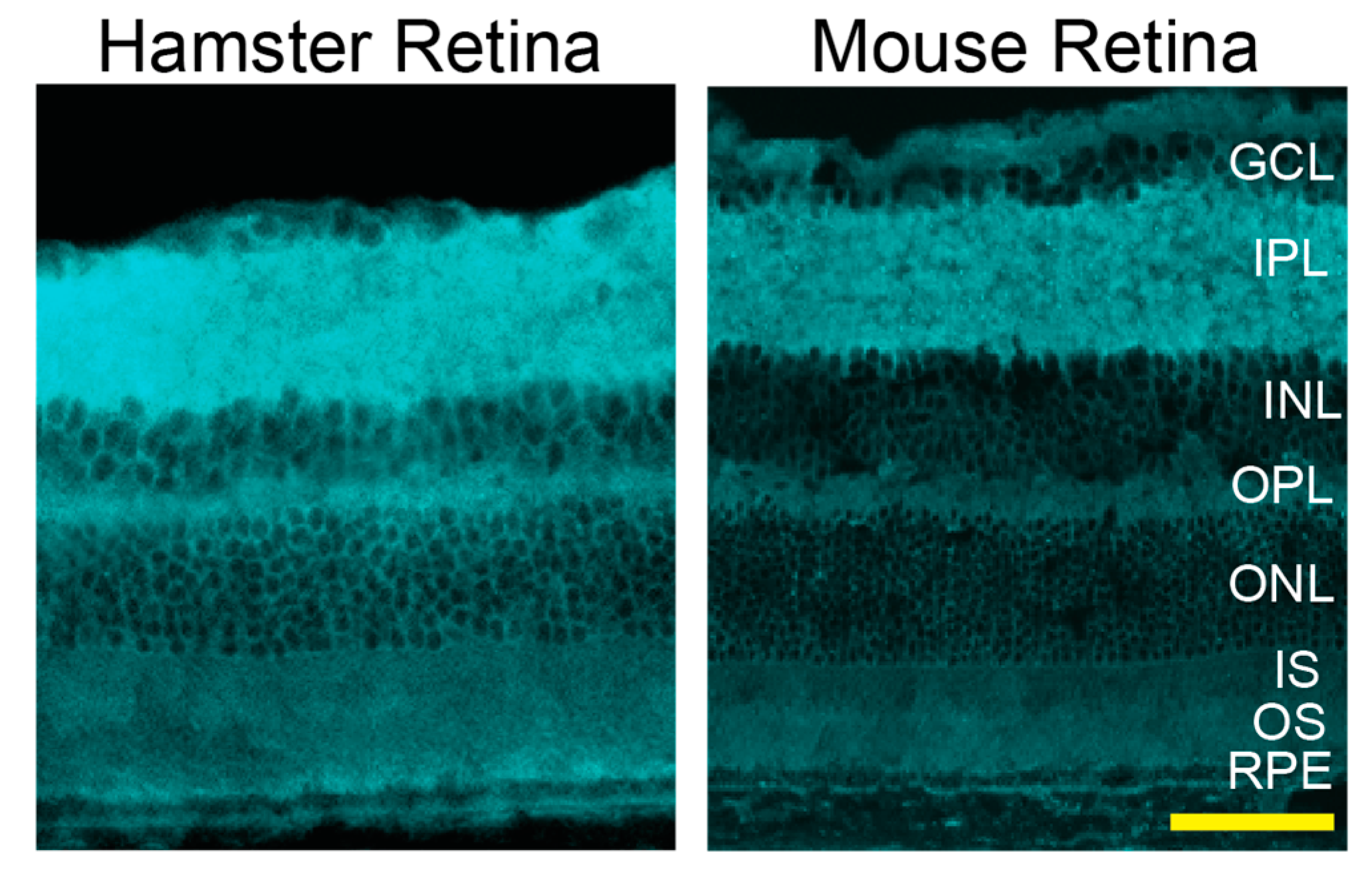 Age of Laboratory Hamster and Human: Drawing the Connexion – Biomedical and  Pharmacology Journal