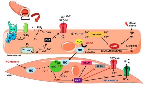 Biology | Free Full-Text | Nitric Oxide as a Central Molecule in  Hypertension: Focus on the Vasorelaxant Activity of New Nitric Oxide Donors  | HTML