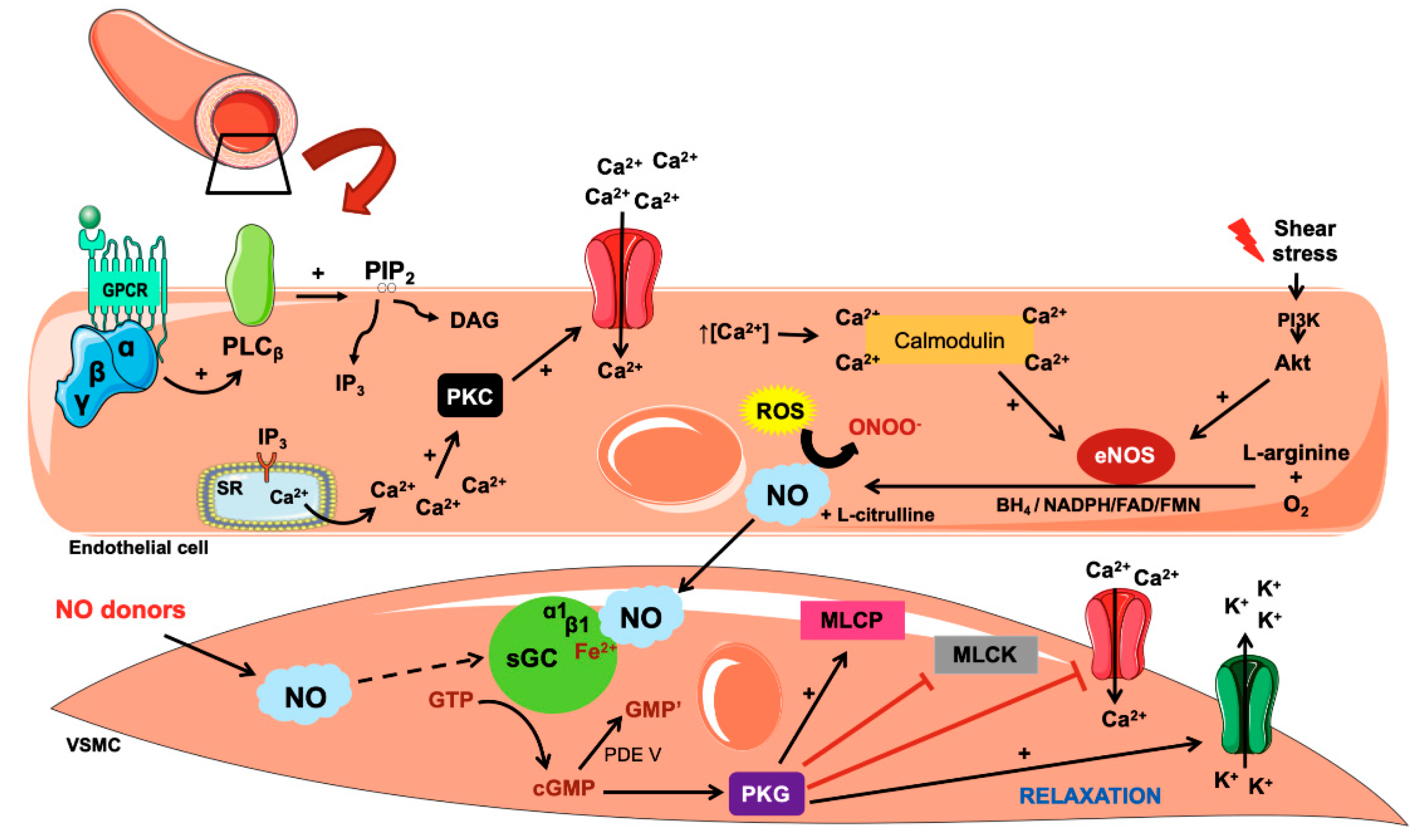 Biology | Free Full-Text | Nitric Oxide as a Central Molecule in  Hypertension: Focus on the Vasorelaxant Activity of New Nitric Oxide Donors