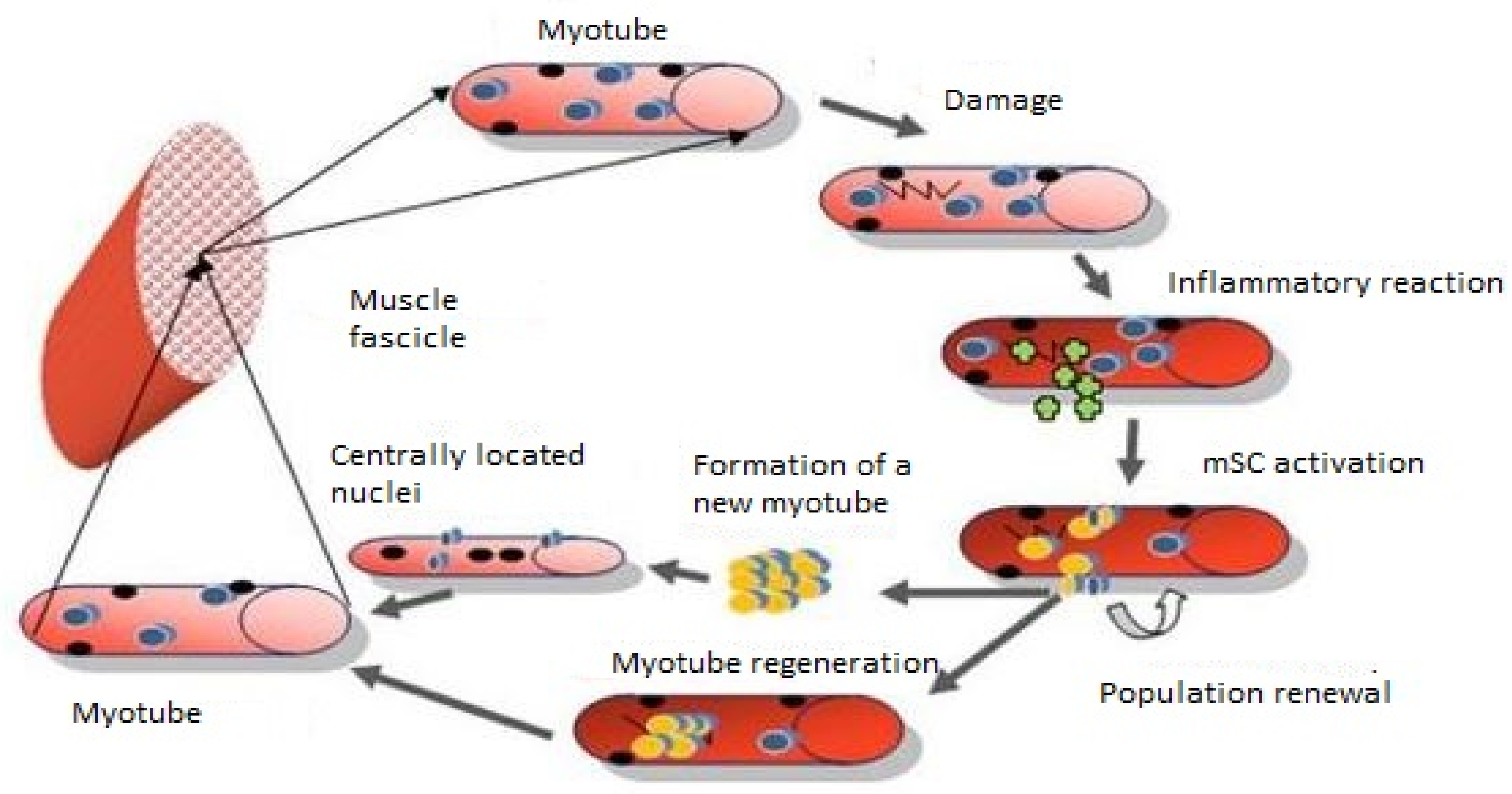 muscle cell diagram for kids