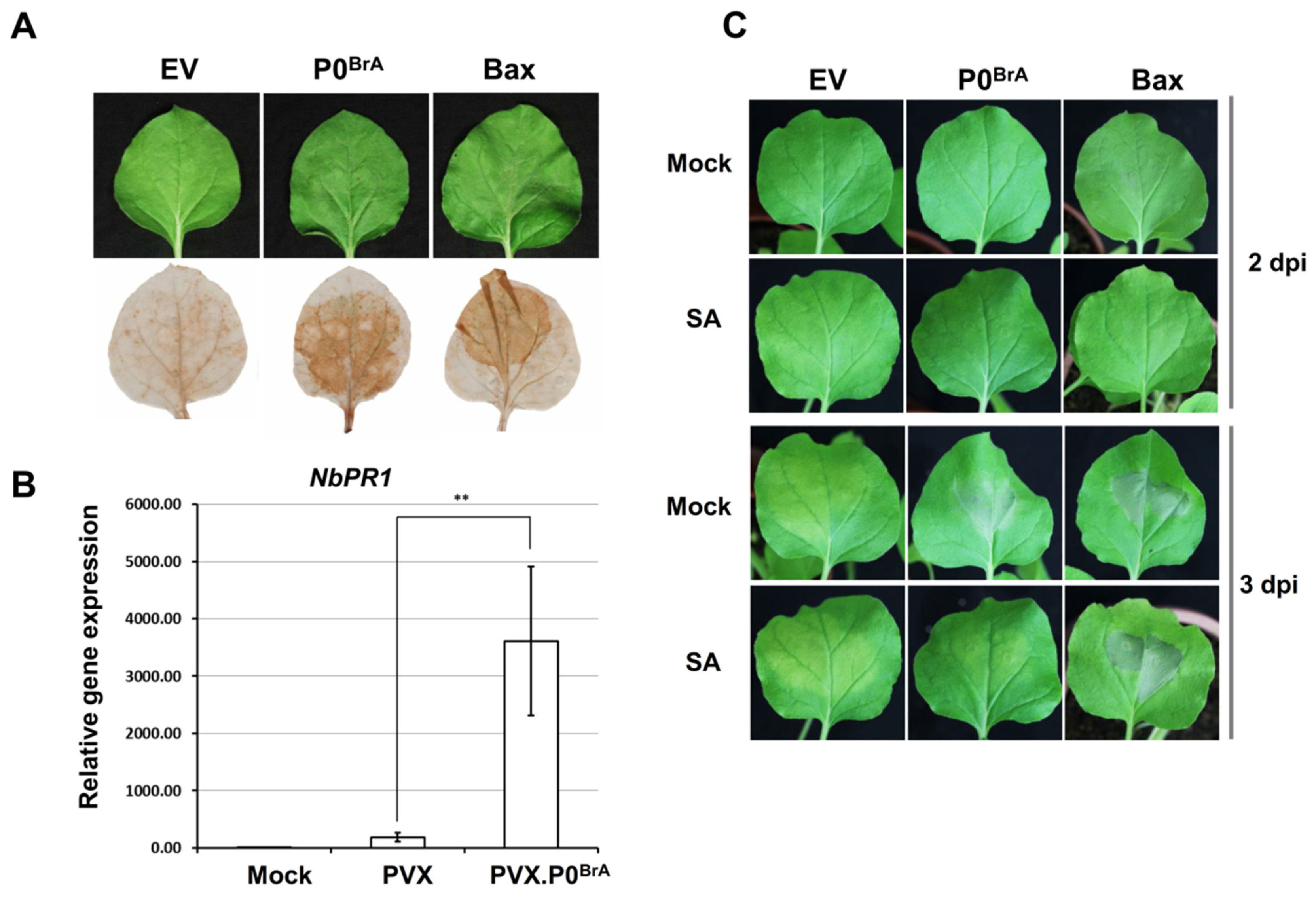 Biology 10 01076 g001 Biology 10 01076 g001