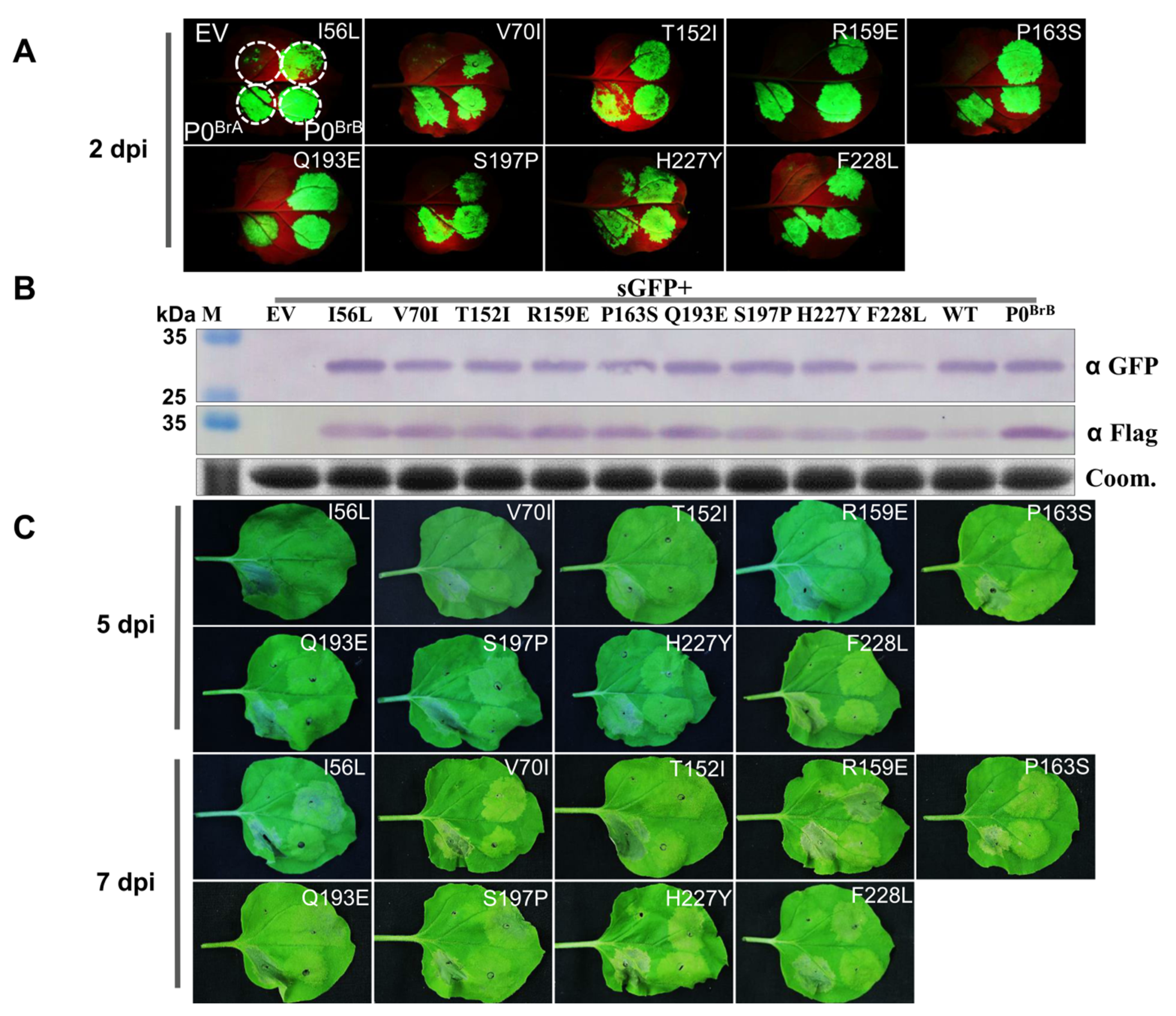 Biology 10 01076 g004 Biology 10 01076 g004