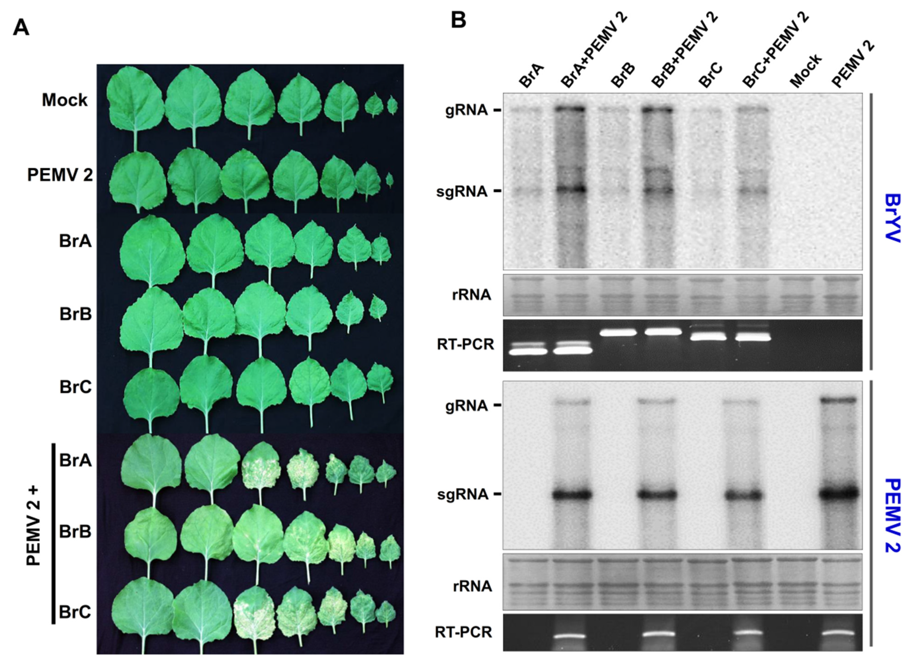 Biology 10 01076 g005 Biology 10 01076 g005
