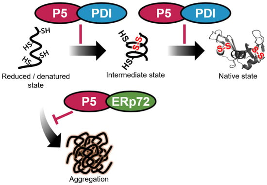 Biology Free Full Text Functional Interplay Between P5 And Pdi Erp72 To Drive Protein Folding Html