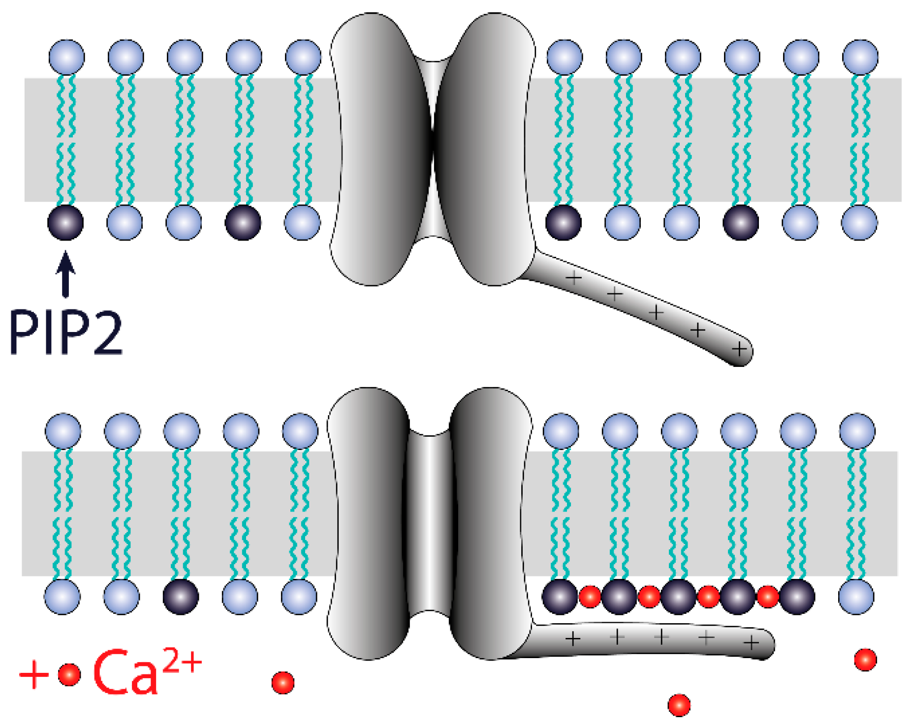 Biology 10 01119 g012