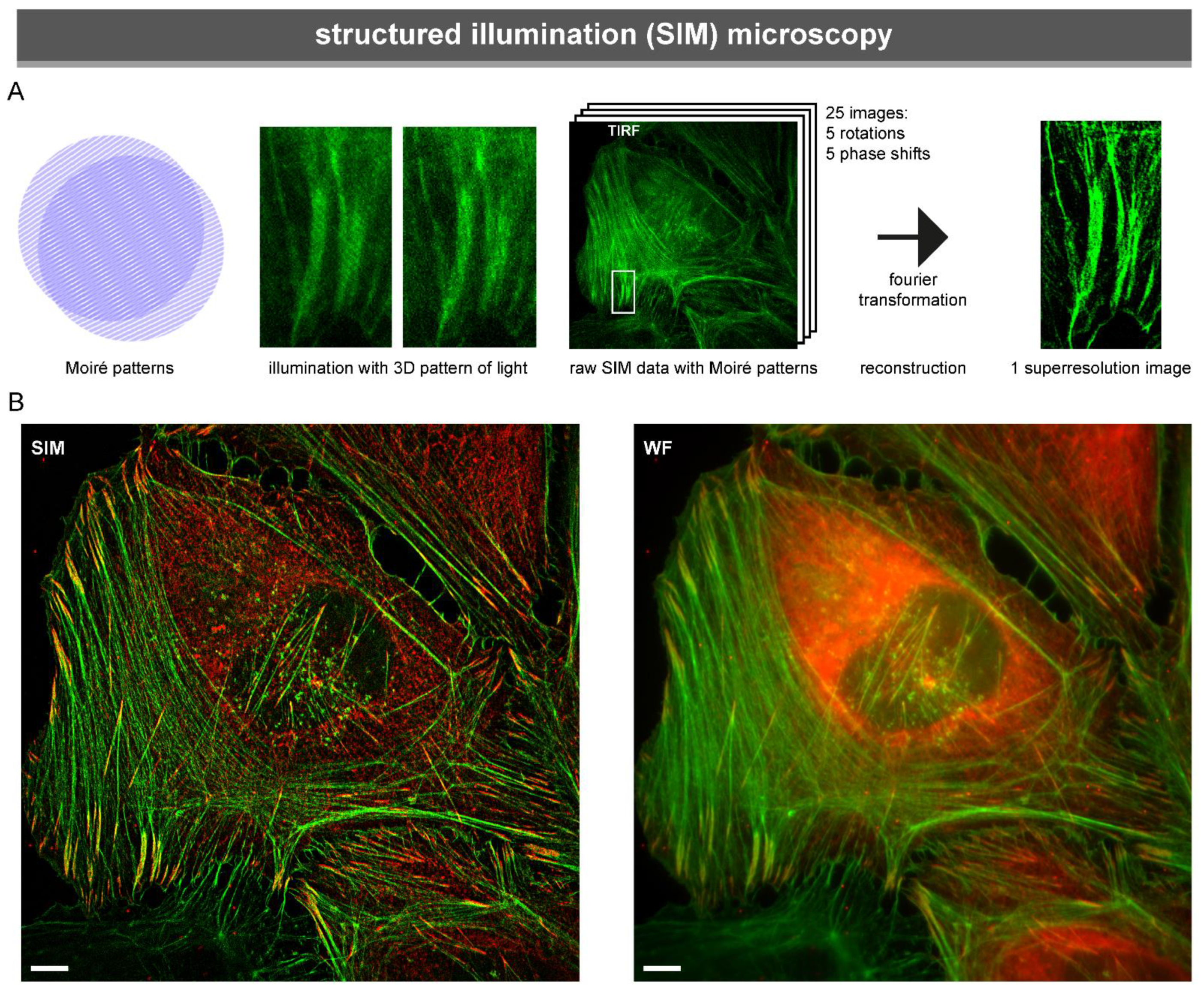 Biology | Free Full-Text | A Layered View on Focal Adhesions | HTML