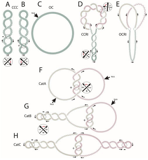 Biology | Free Full-Text | Two-Dimensional Gel Electrophoresis to