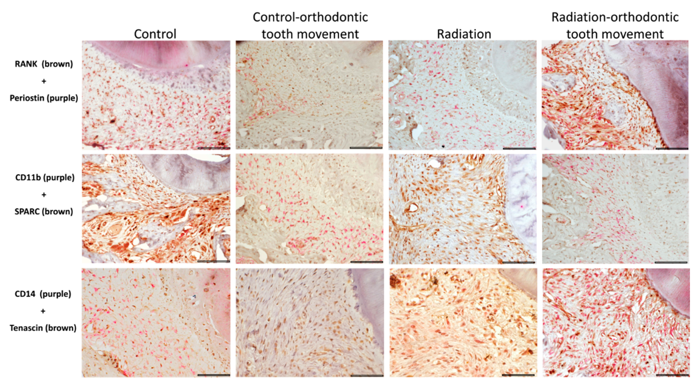 Biology 10 01203 g006