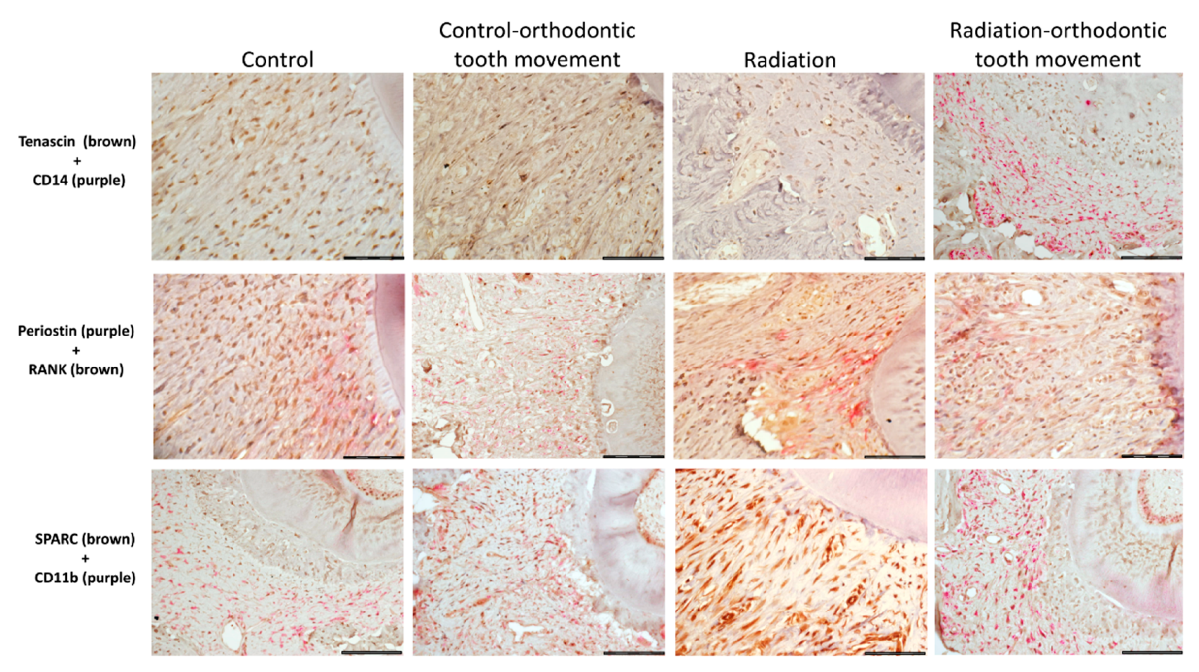 Biology 10 01203 g007