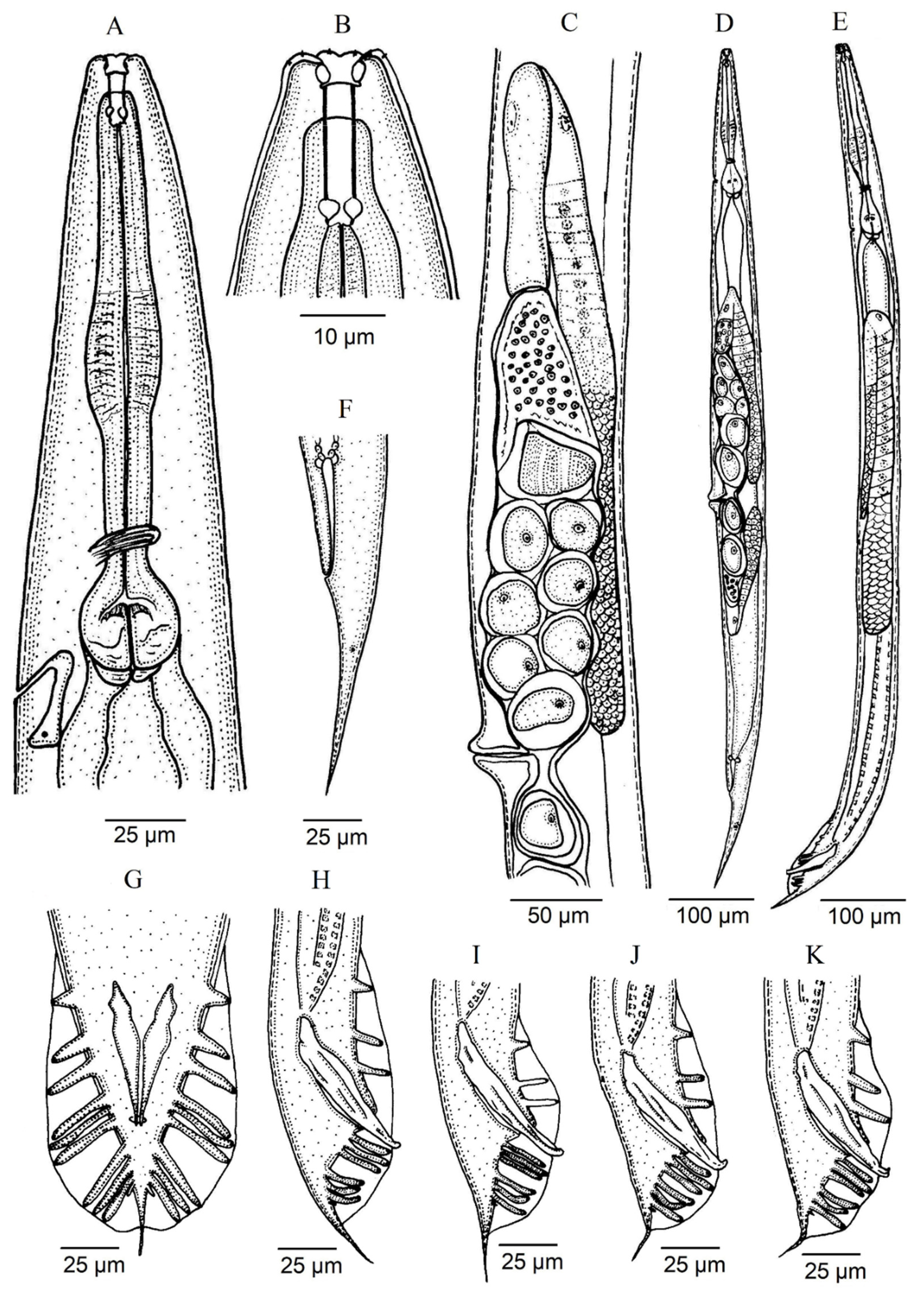 Biology 10 01239 g001