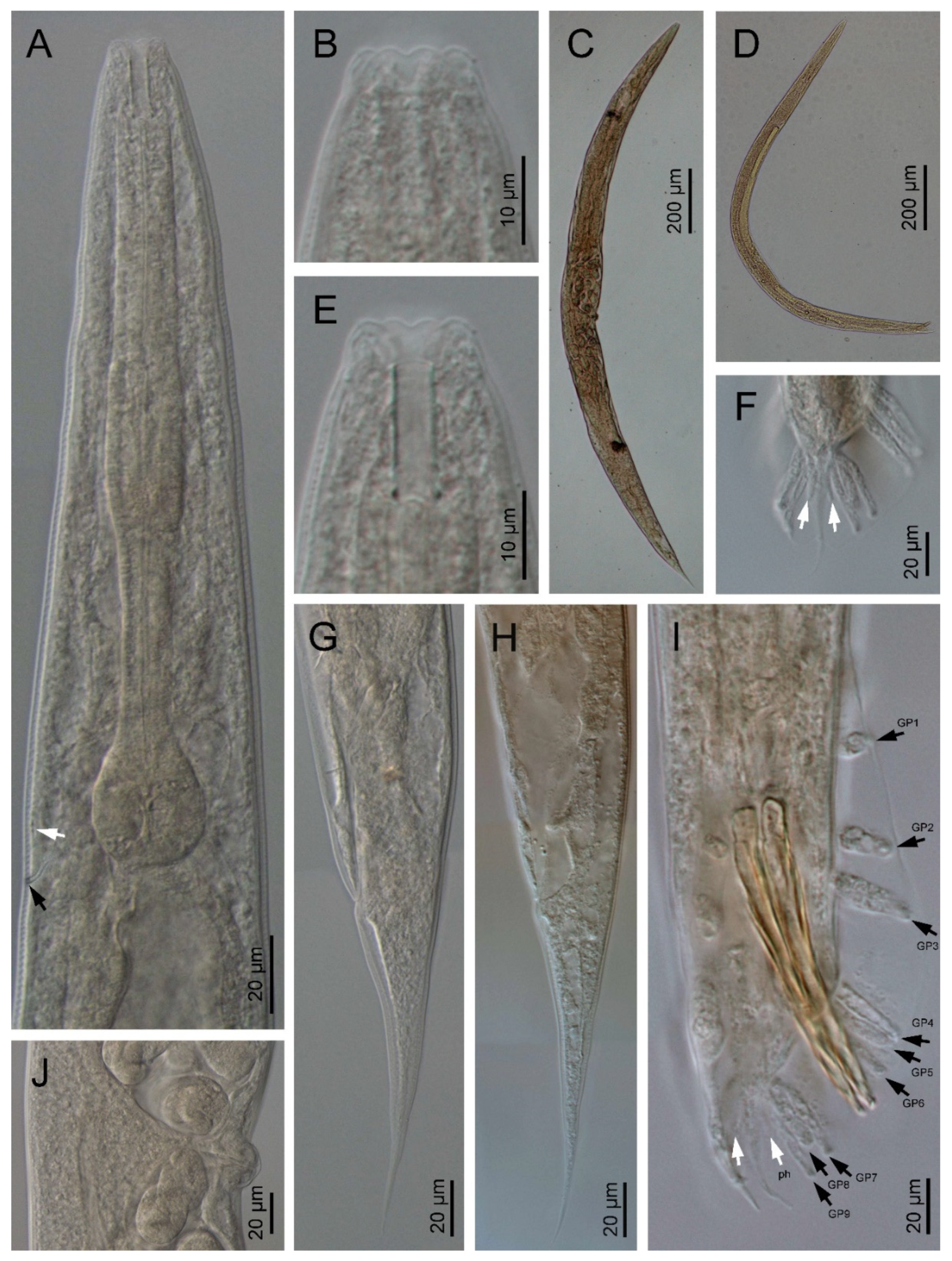 Biology 10 01239 g002