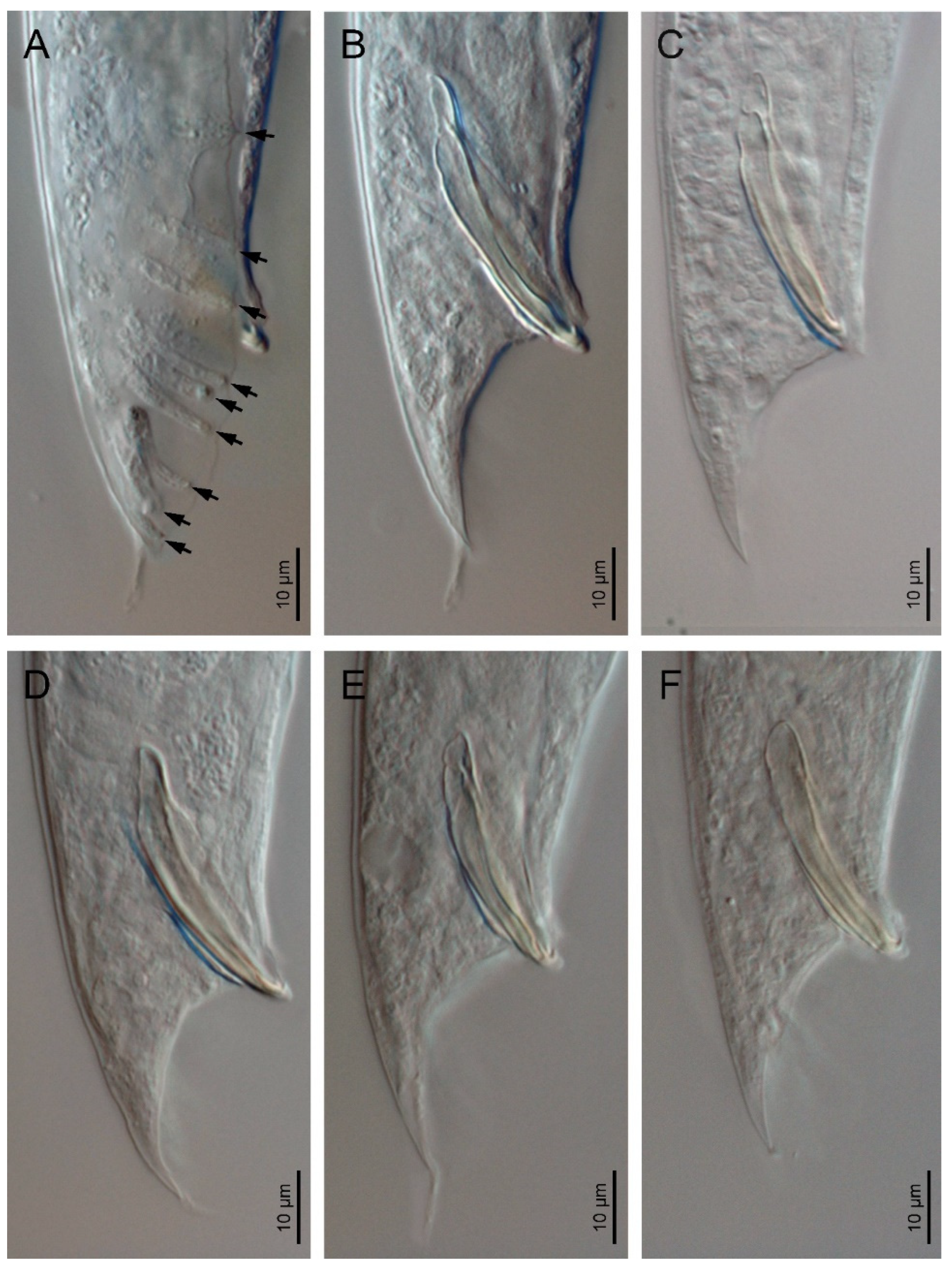 Biology 10 01239 g003
