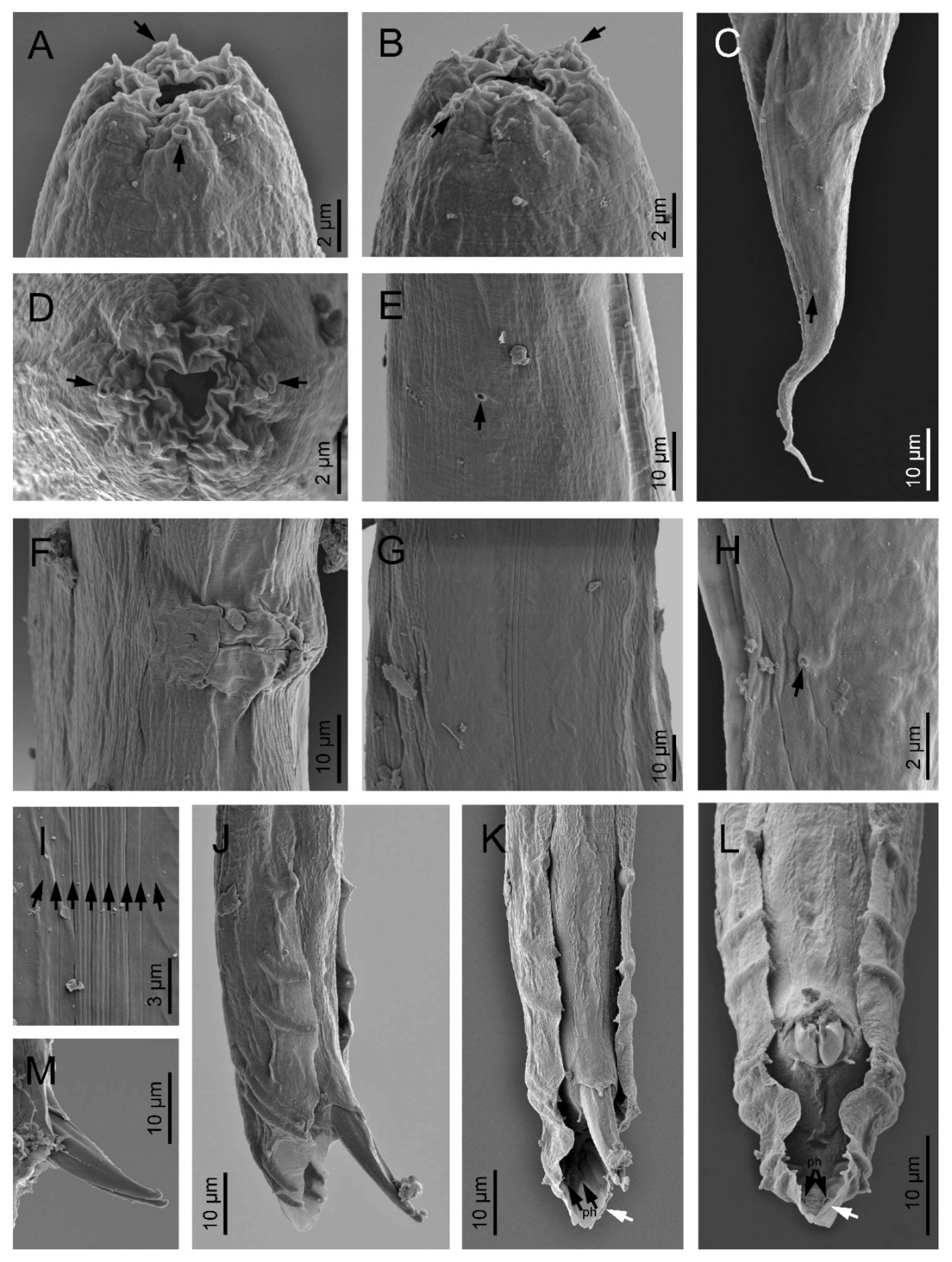 Biology 10 01239 g004