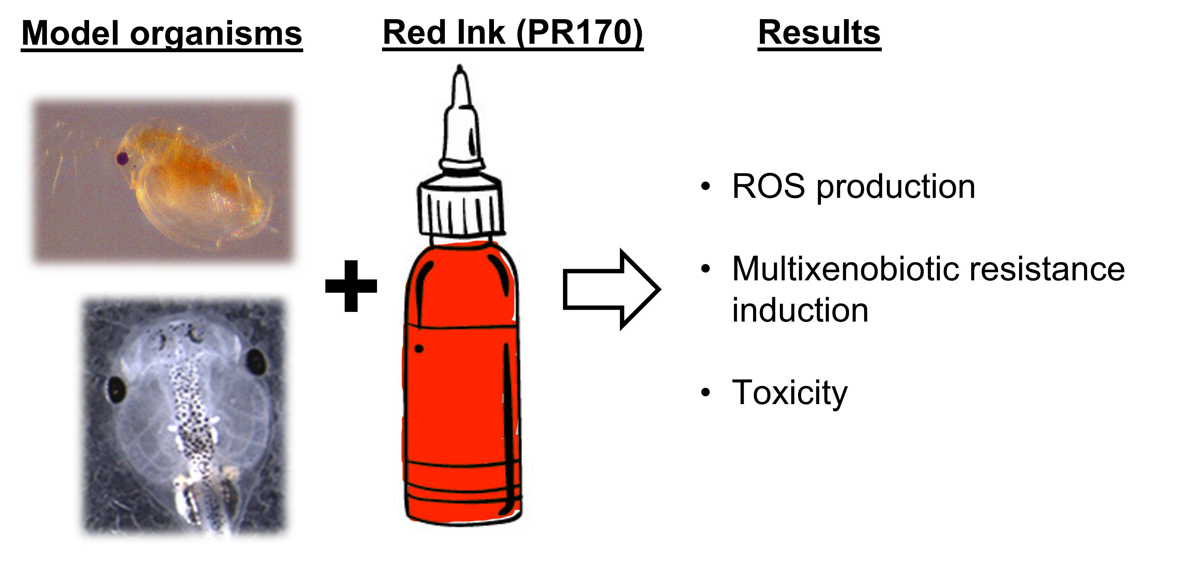 Biology | Free Full-Text | Comparative Toxicological Evaluation of Tattoo  Inks on Two Model Organisms