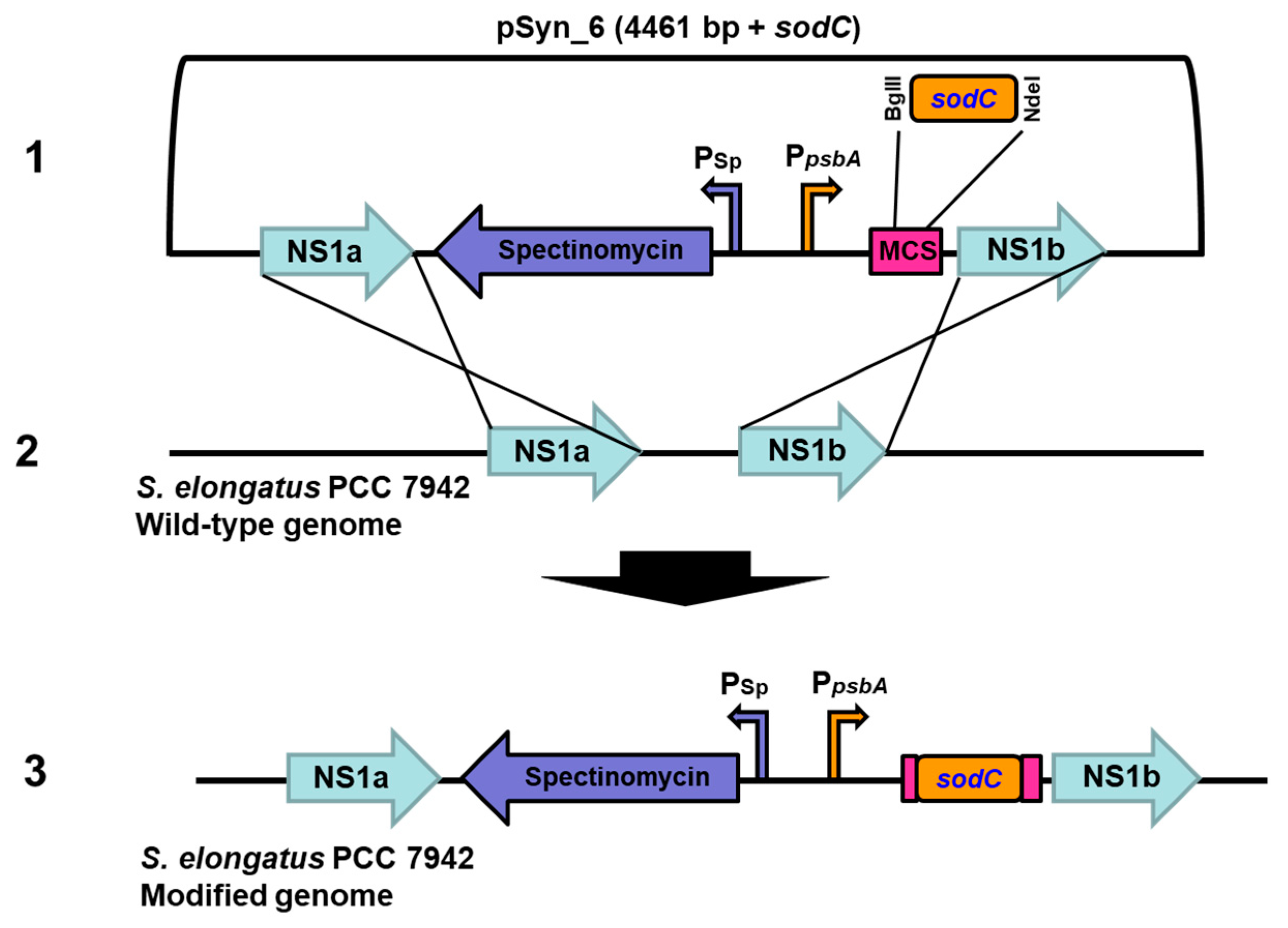 Biology 10 01313 g001