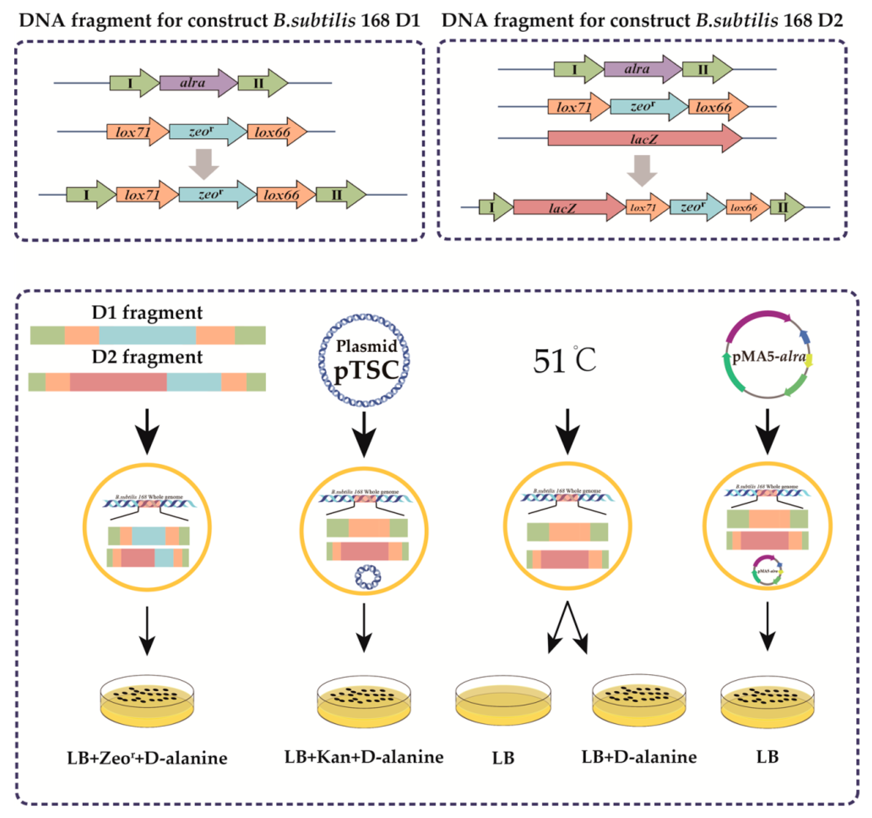 Biology 10 01343 g001