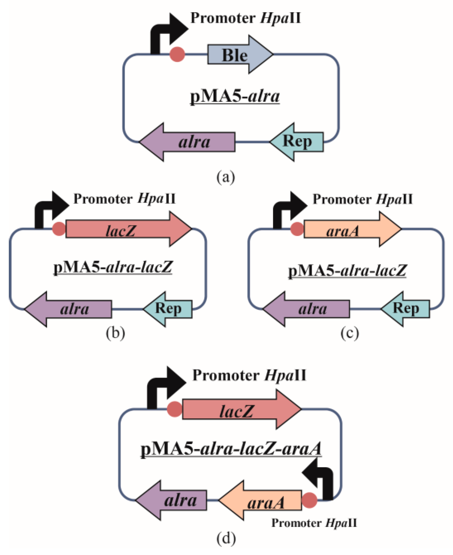 Biology 10 01343 g002