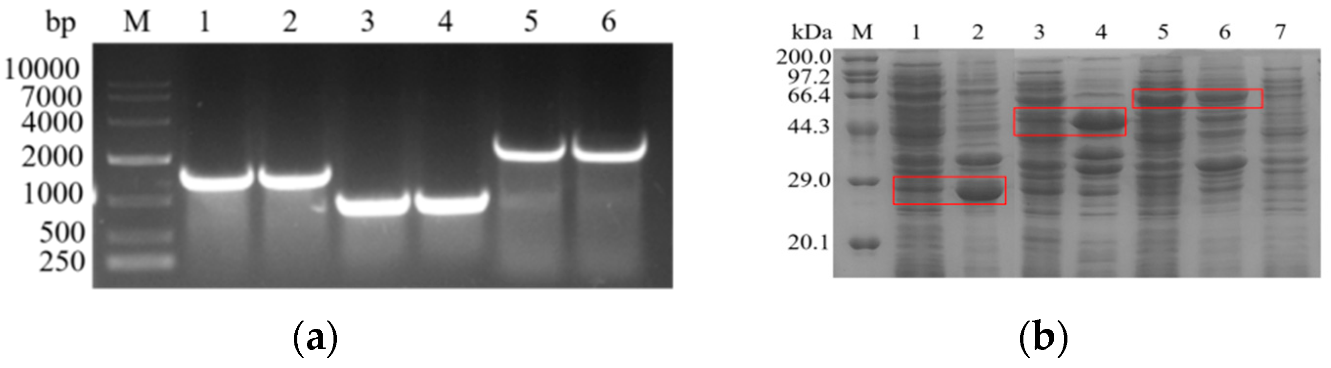 Biology 10 01346 g001