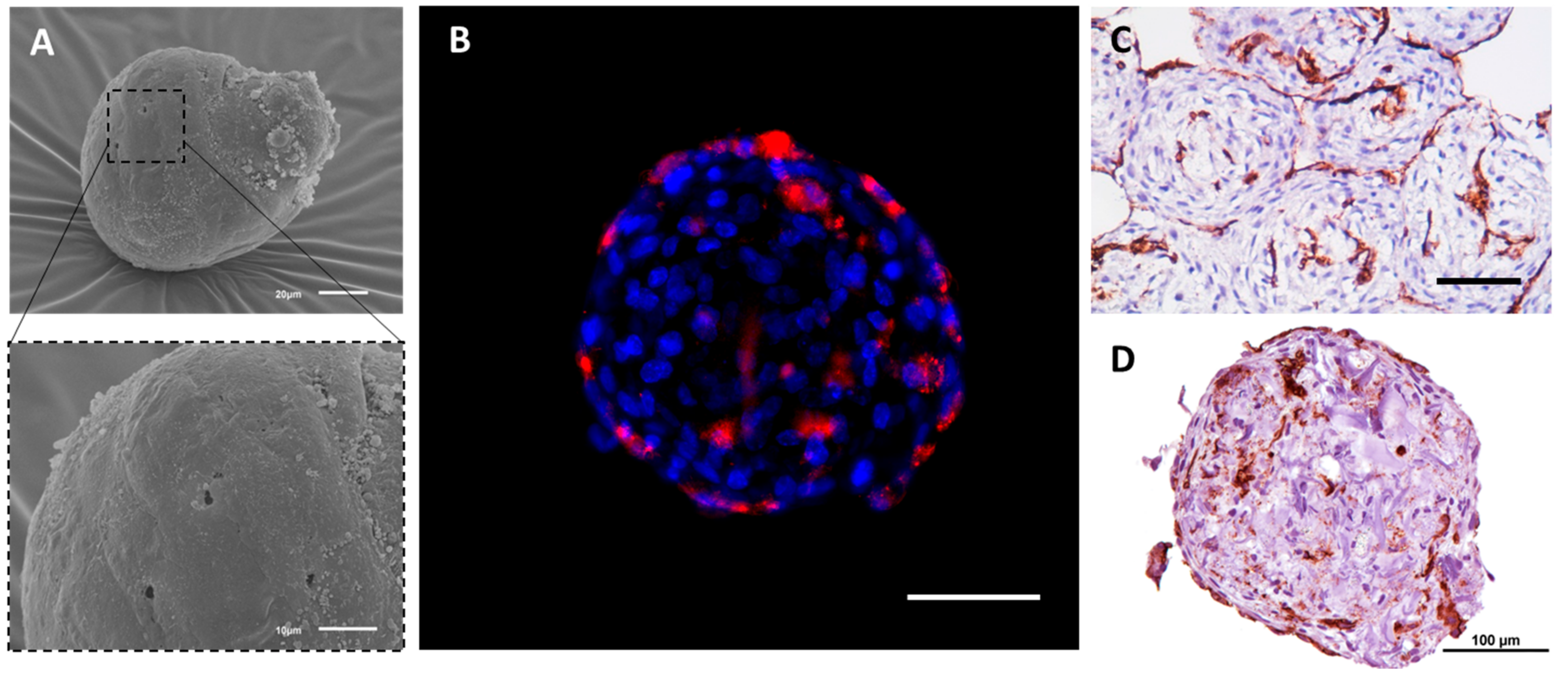 Biology 11 00018 g002