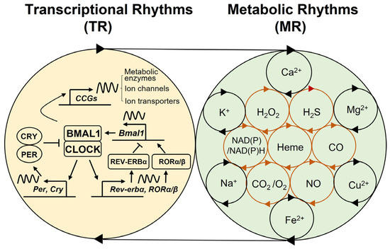 Biology | Free Full-Text | Multi-Modal Regulation of Circadian