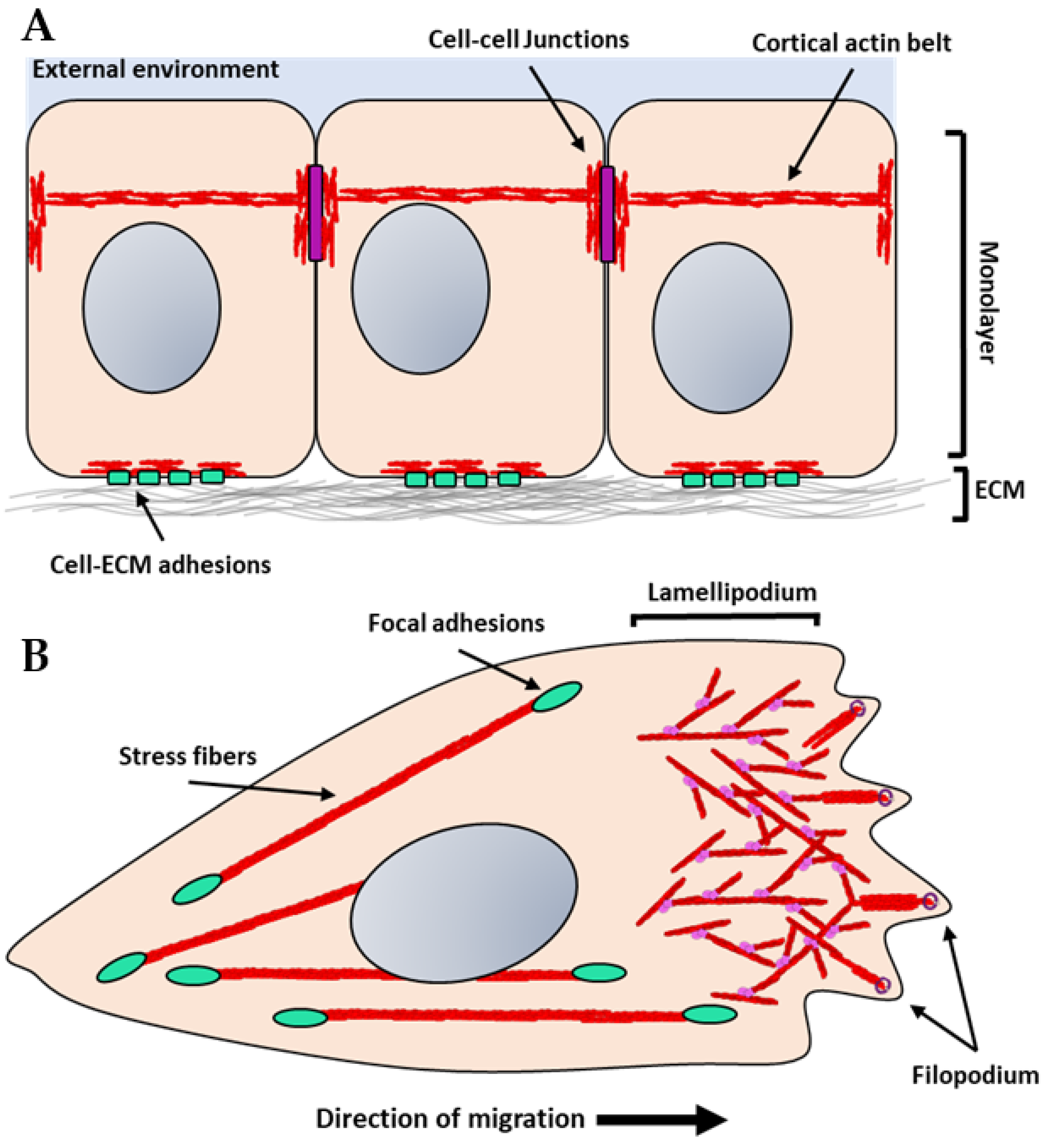 Biology Free Full Text Dynamics Of The Actin Cytoskeleton At