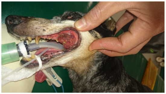 is oral melanoma in dogs painful