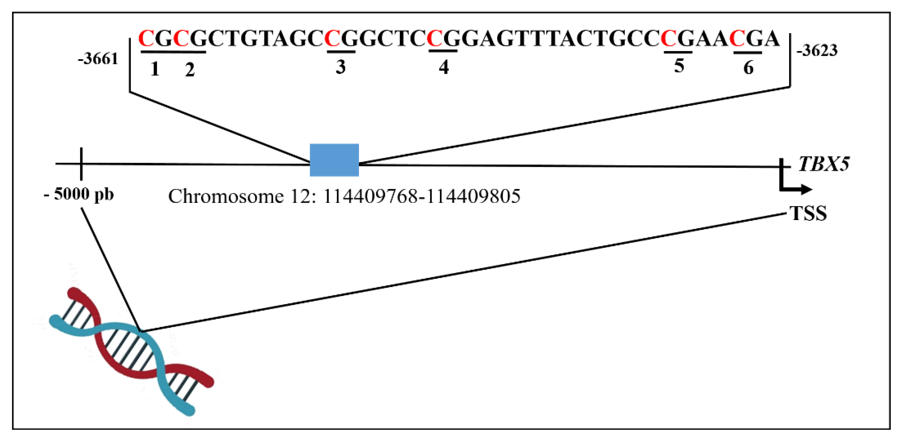 Biology | Free Full-Text | DNA Methylation Levels of the TBX5 Gene Promoter  Are Associated with Congenital Septal Defects in Mexican Paediatric  Patients | HTML