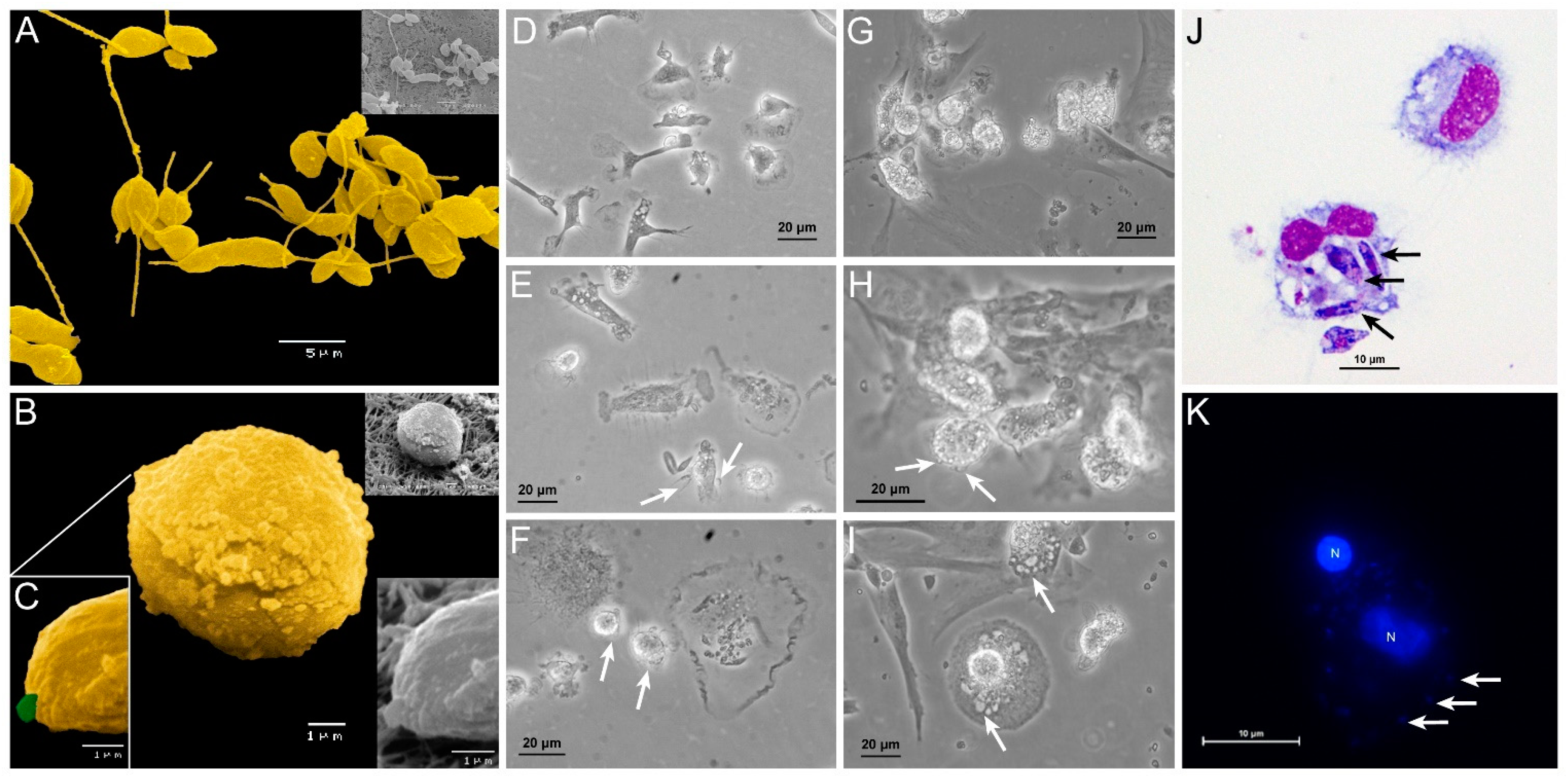 Biology 11 00100 g001