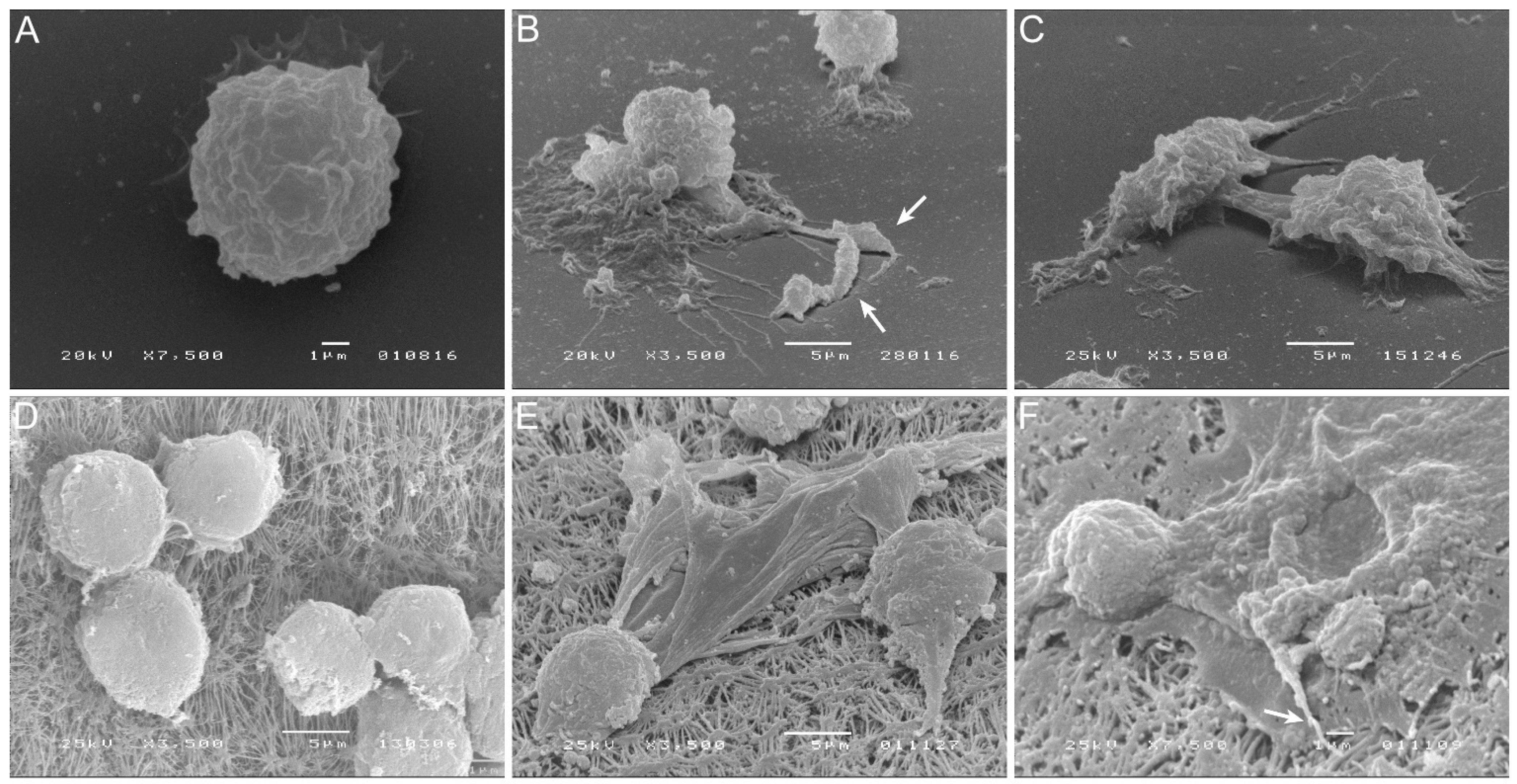 Biology 11 00100 g005