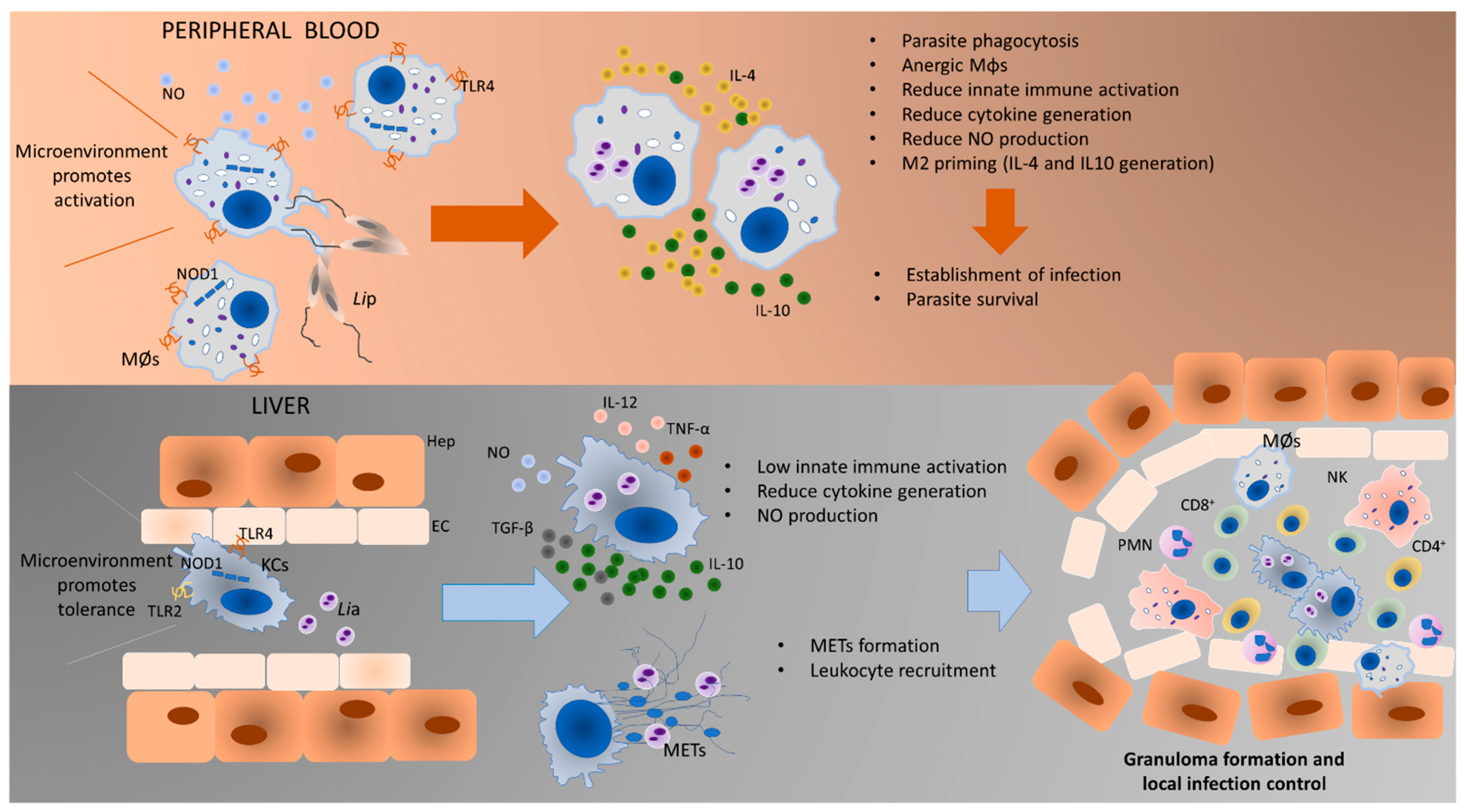 Biology 11 00100 g008