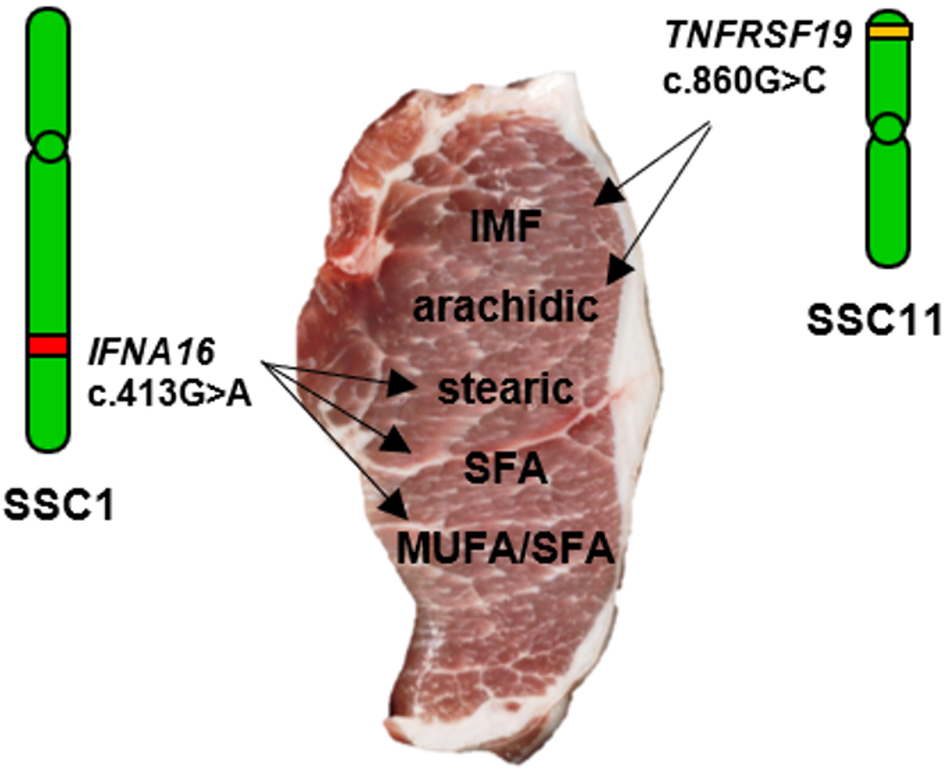 Biology Free FullText Association of IFNA16 and TNFRSF19