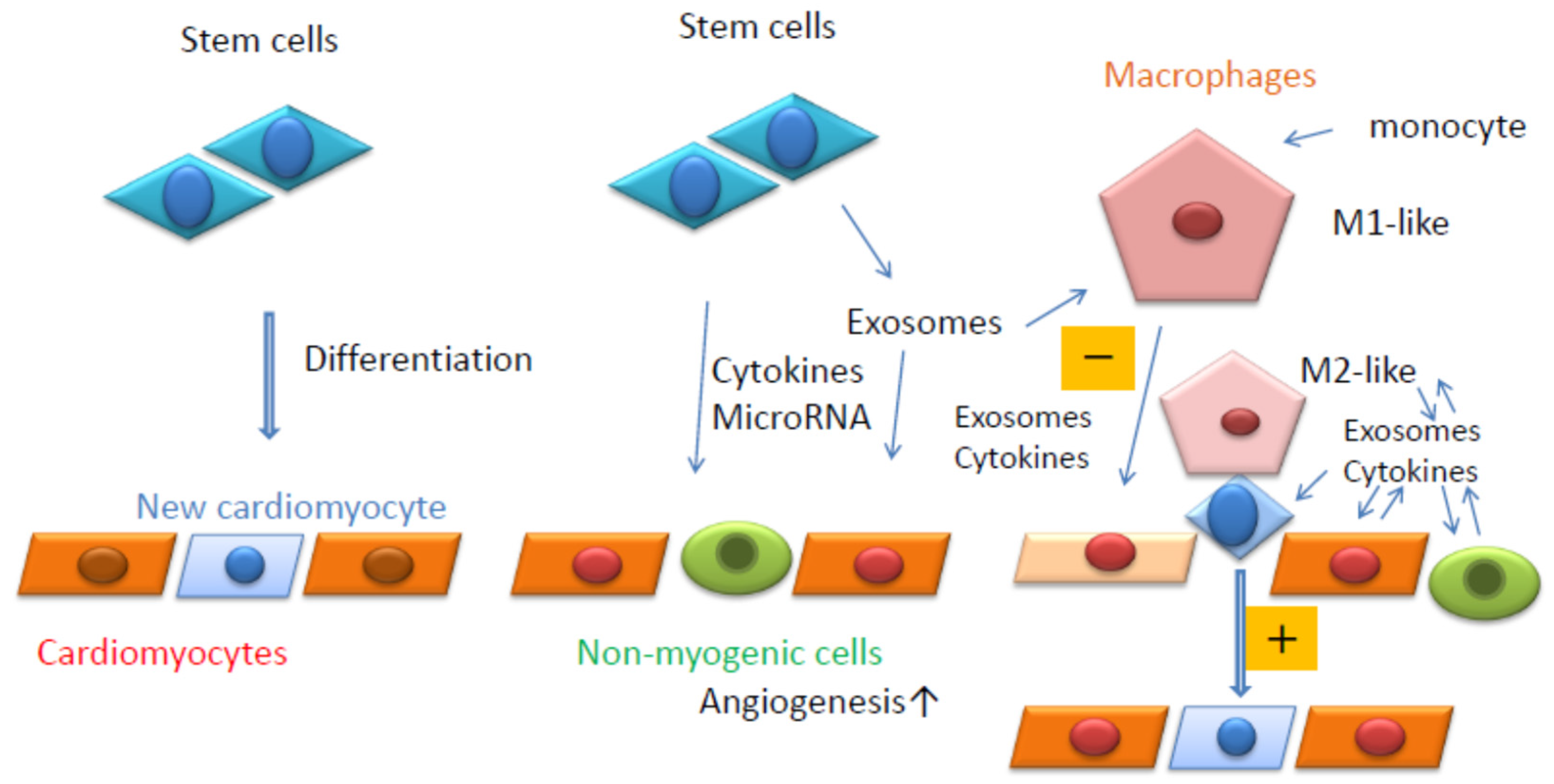 Fetal stem cells and the sports legends they revitalized