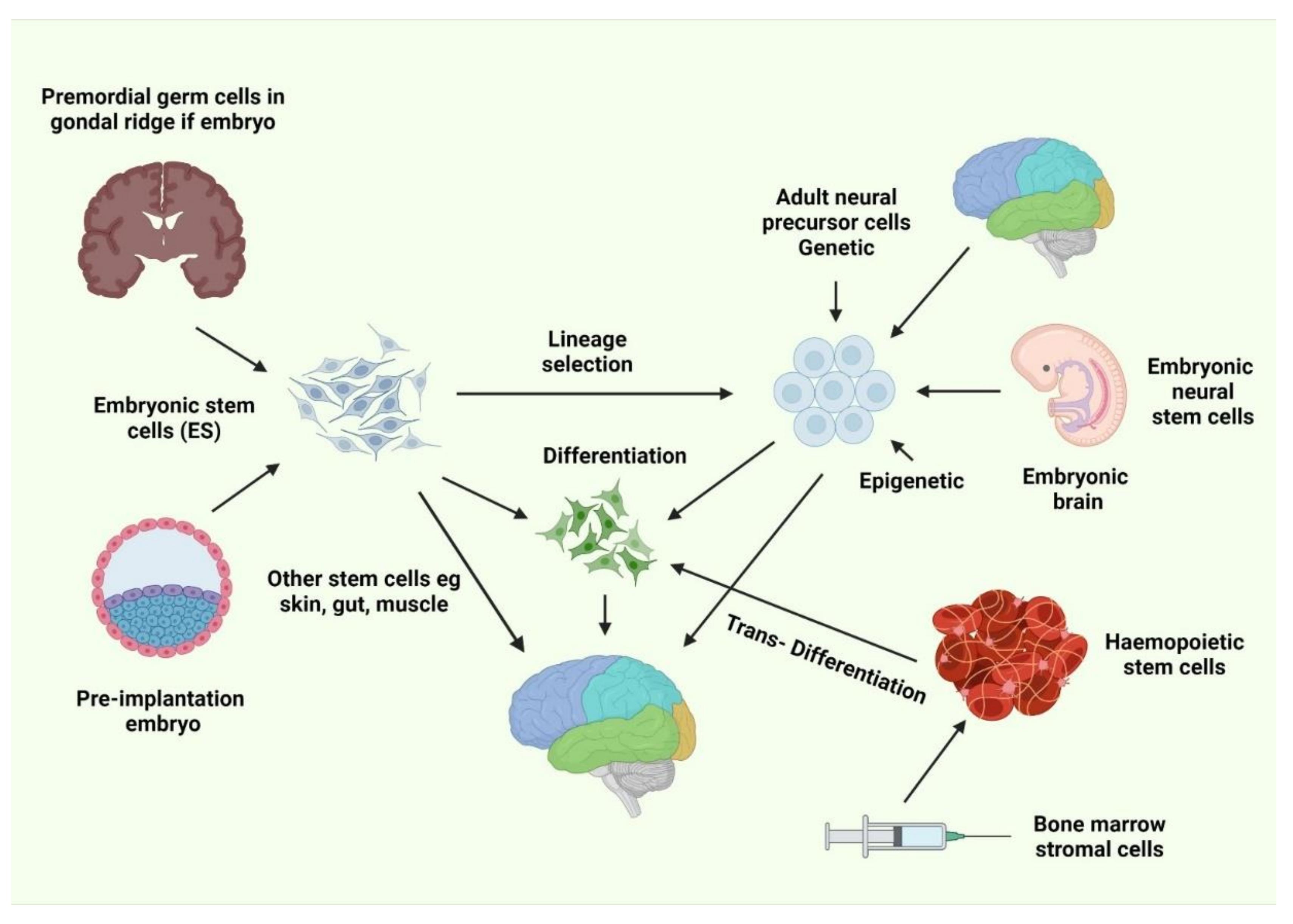 Biology | Free Full-Text | Stem Cell Transplantation Therapy and  Neurological Disorders: Current Status and Future Perspectives