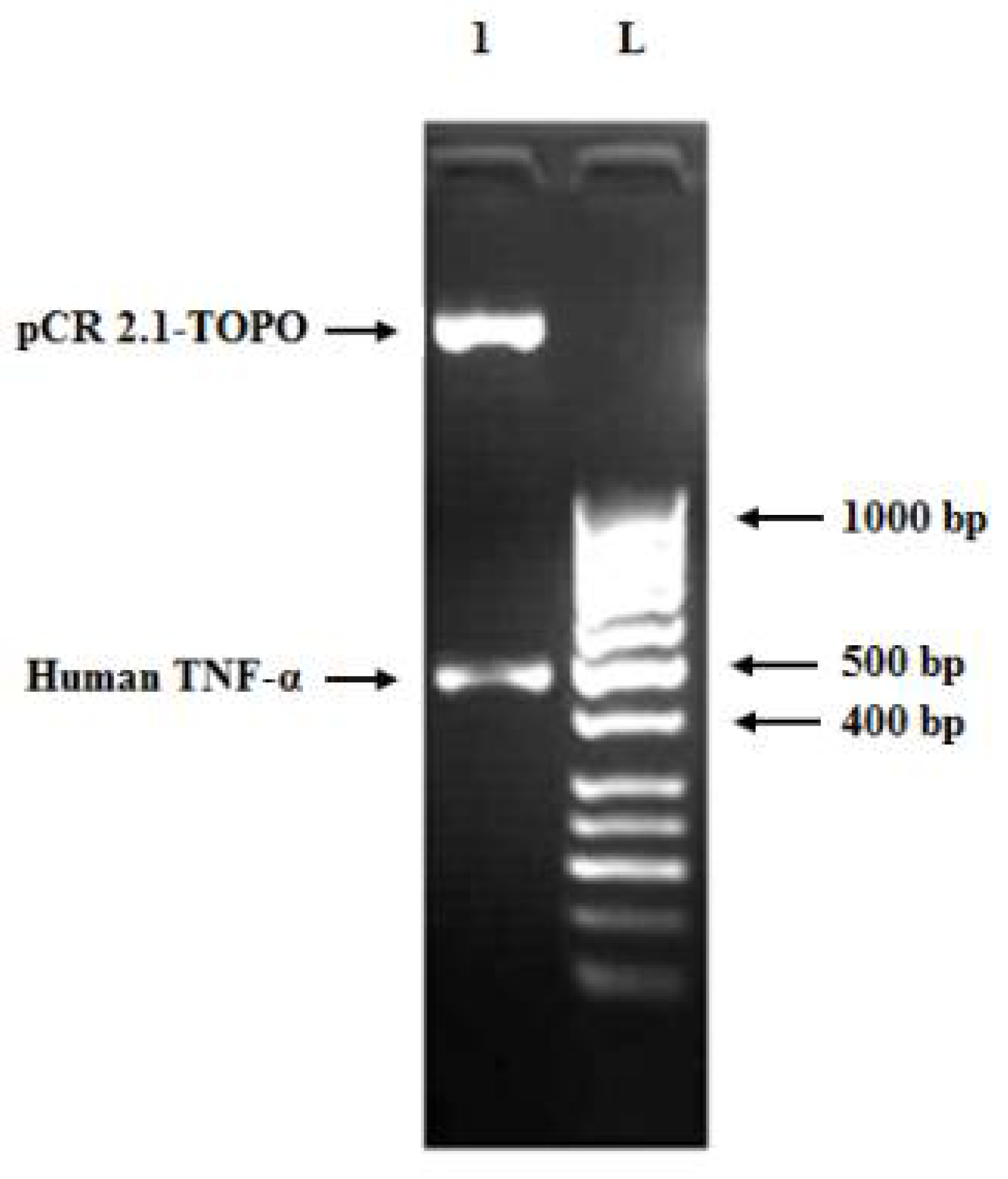 Biology 11 00157 g005