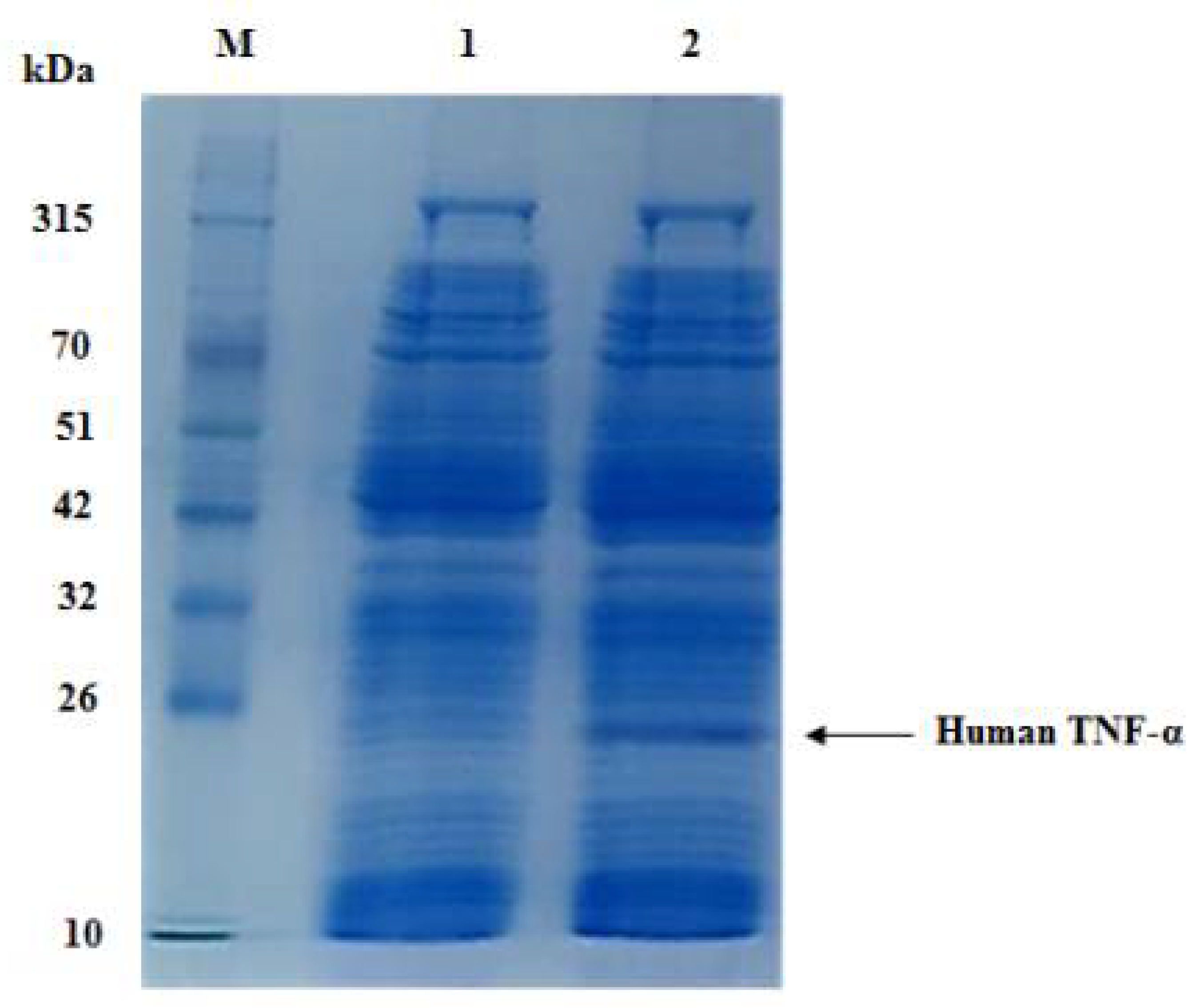 Biology 11 00157 g007