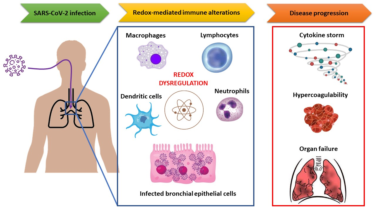 Biology | Free Full-Text | Redox Homeostasis and Immune Alterations in  Coronavirus Disease-19