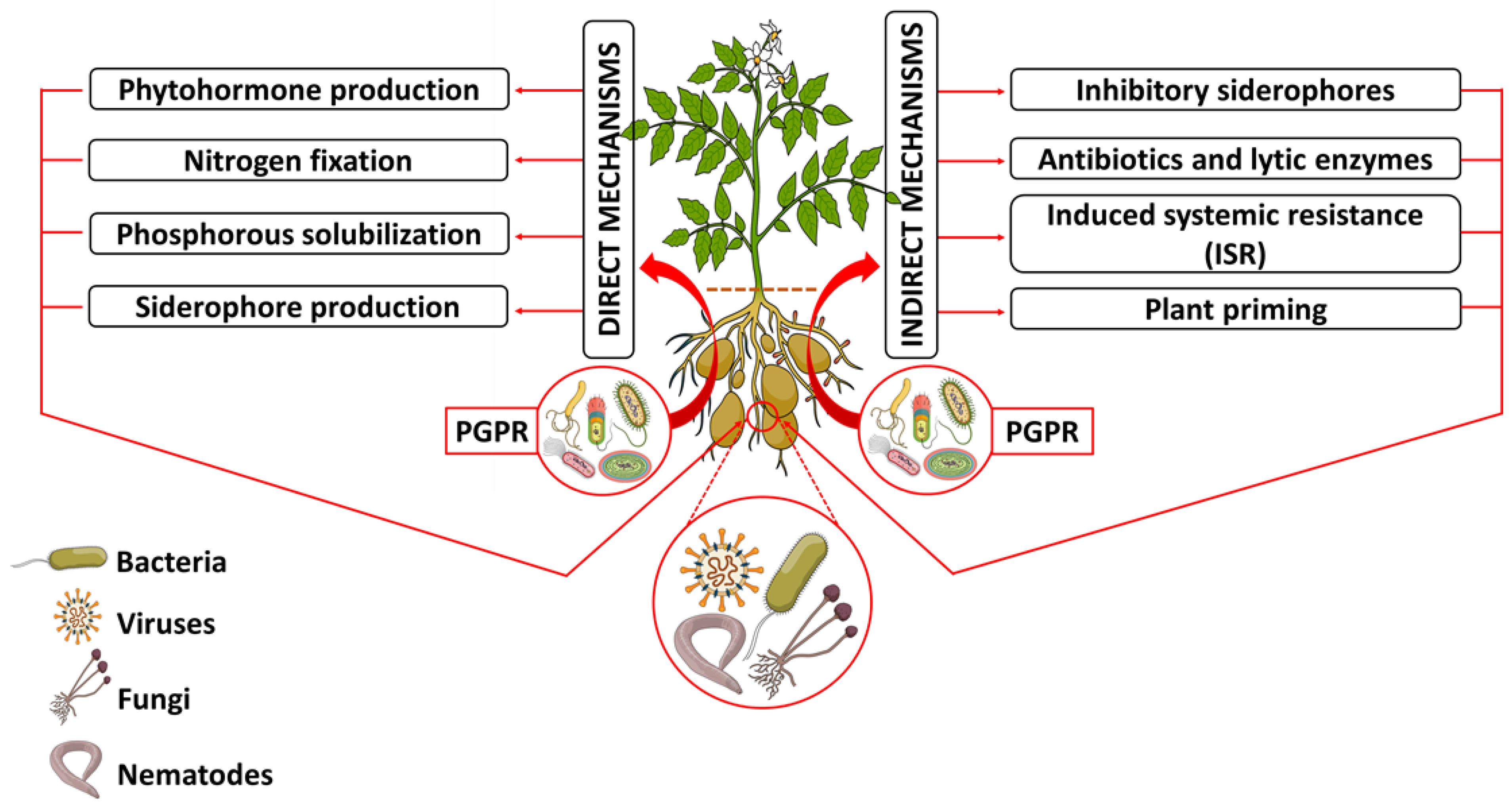 Biology | Free Full-Text | Rhizosphere Tripartite Interactions and PGPR ...