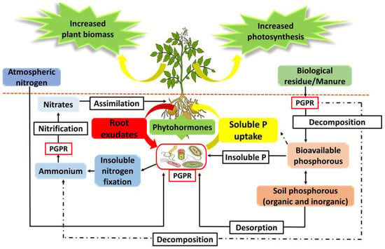 Biology | Free Full-Text | Rhizosphere Tripartite Interactions and PGPR ...