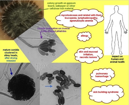 Biology Free Full Text Update On Stachybotrys Chartarum Mdash Black Mold Perceived As Toxigenic And Potentially Pathogenic To Humans Html