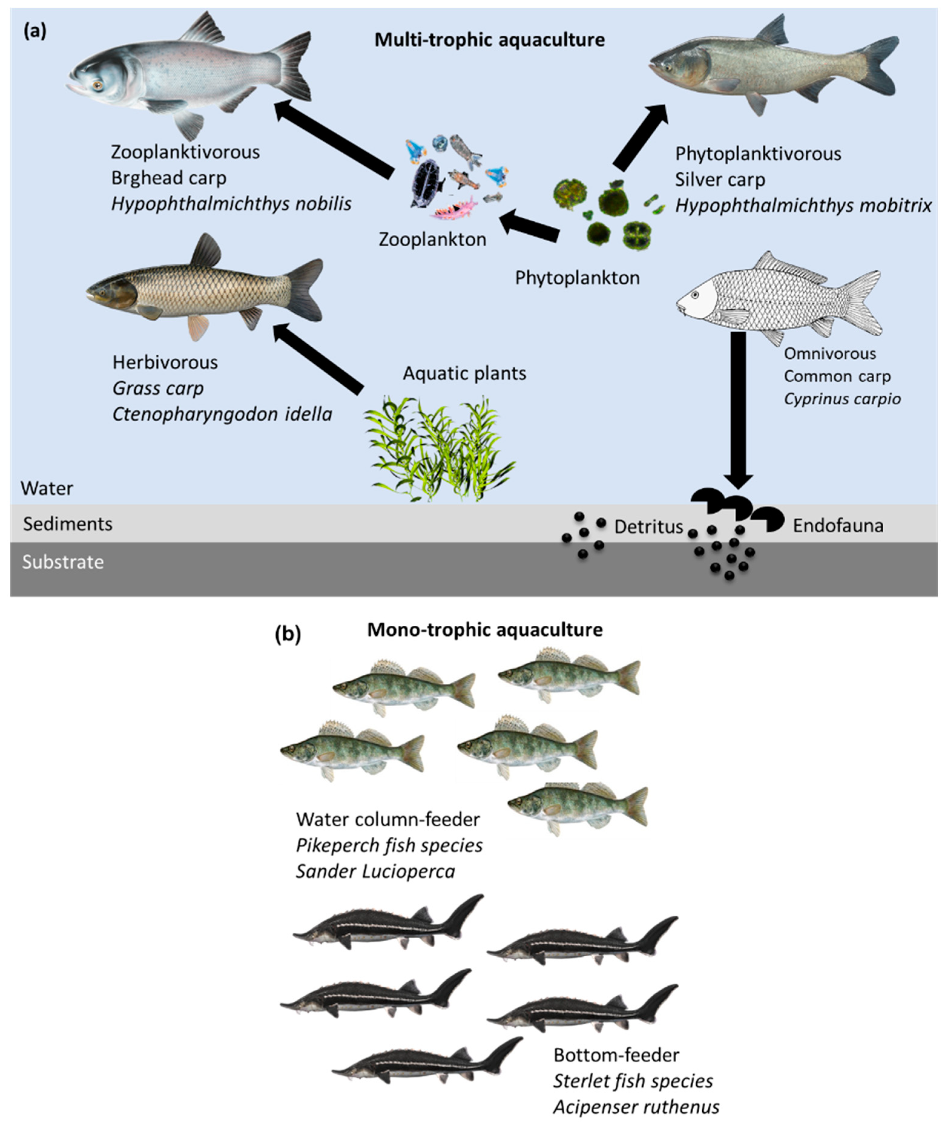Biology | Free Full-Text | Advantage of Species Diversification to  Facilitate Sustainable Development of Aquaculture Sector