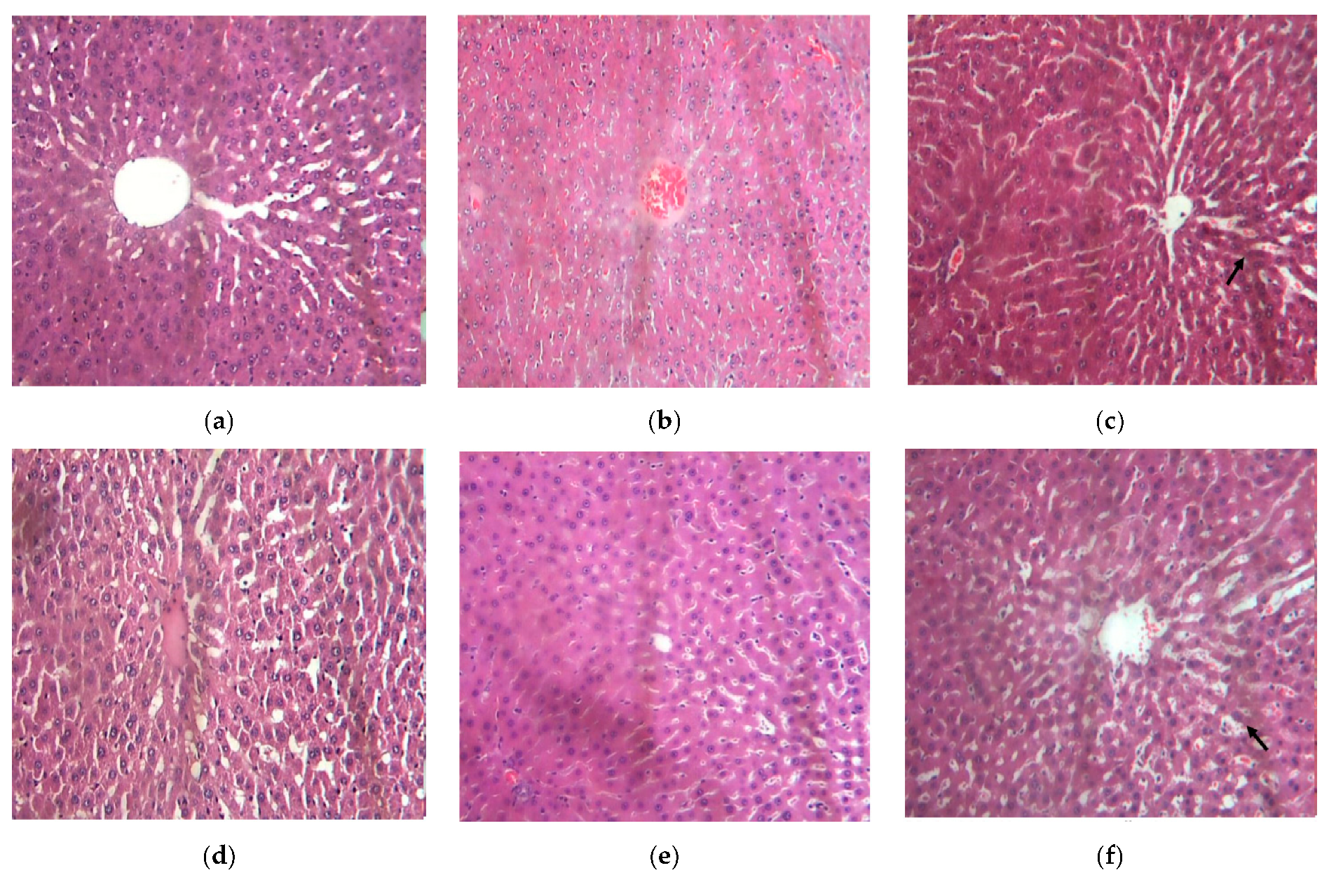 Biology 11 00562 g007