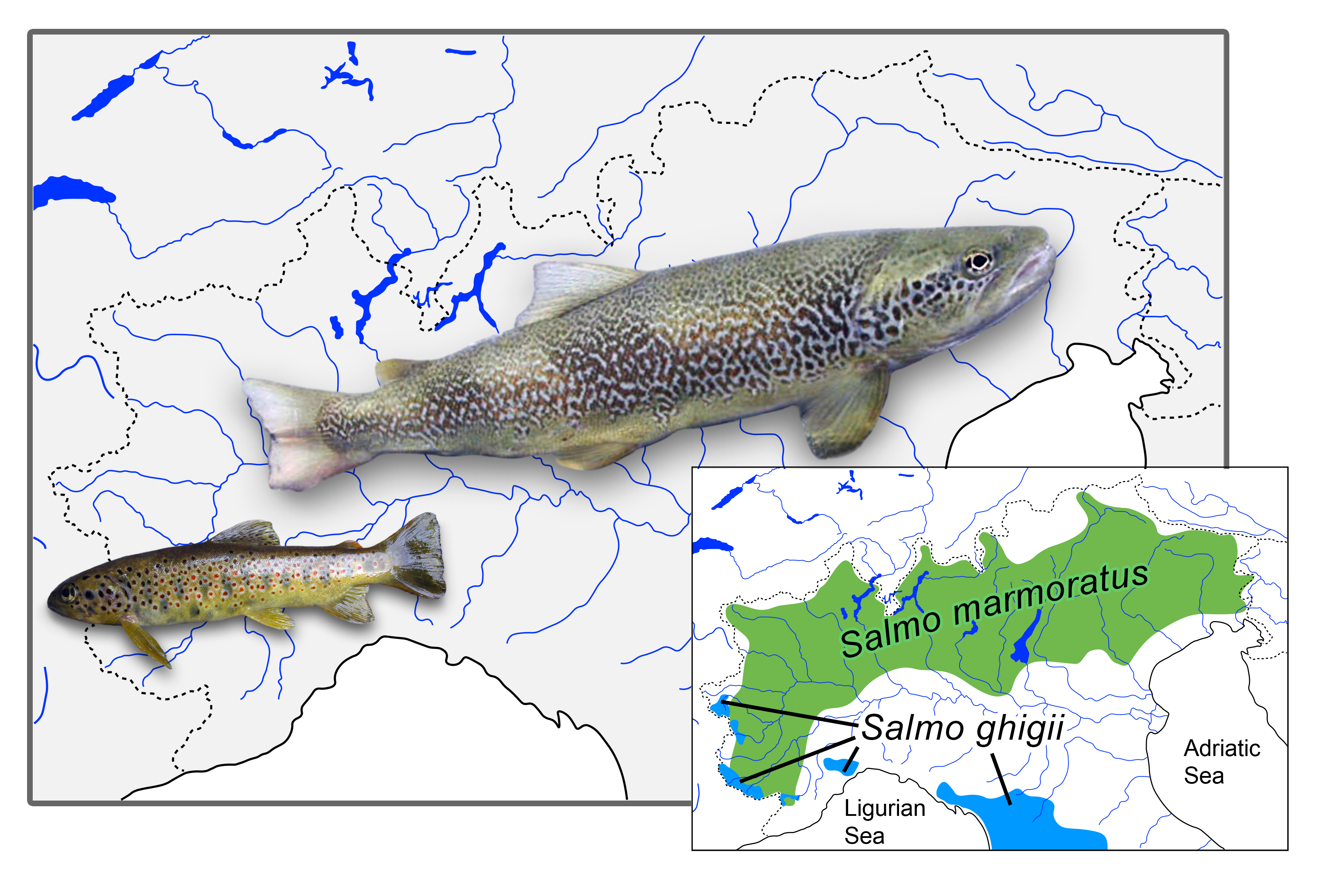 Biology | Free Full-Text | The Italian Alpine and Subalpine trouts:  Taxonomy, Evolution, and Conservation | HTML