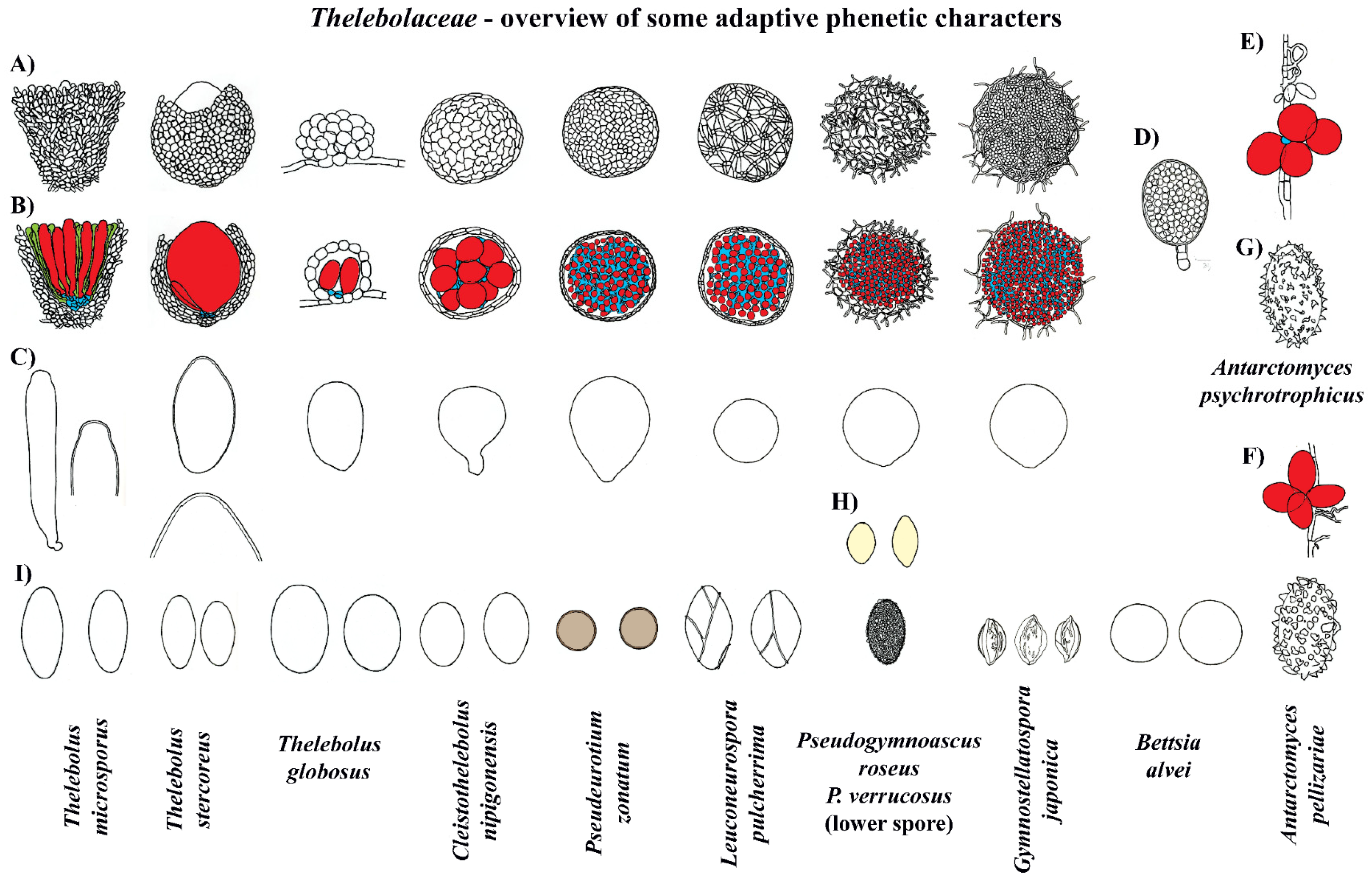 Extremus adstrictus - Facesoffungi number: FoF 06849 - Faces Of Fungi