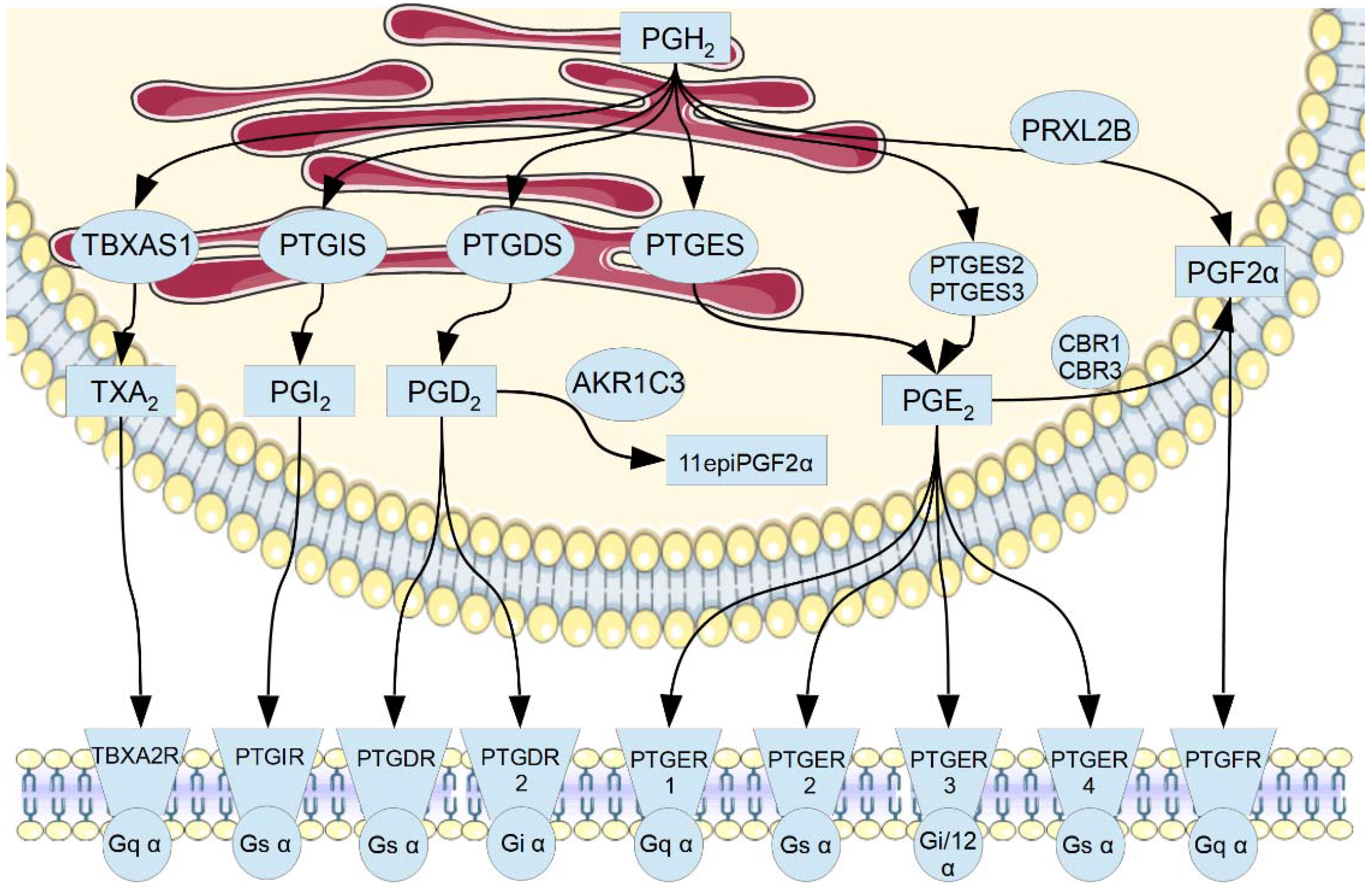 Biology | Free Full-Text | Prostanoid Signaling in Cancers: Expression and  Regulation Patterns of Enzymes and Receptors